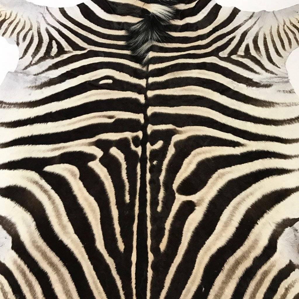 Forsyth zebra hides are hand selected with a critical eye for their one-of-a-kind coloring, stripe patterns, and natural markings by the Forsyth team. Each hide is unique and meets our high standards of hair quality, tanning excellence, and size.