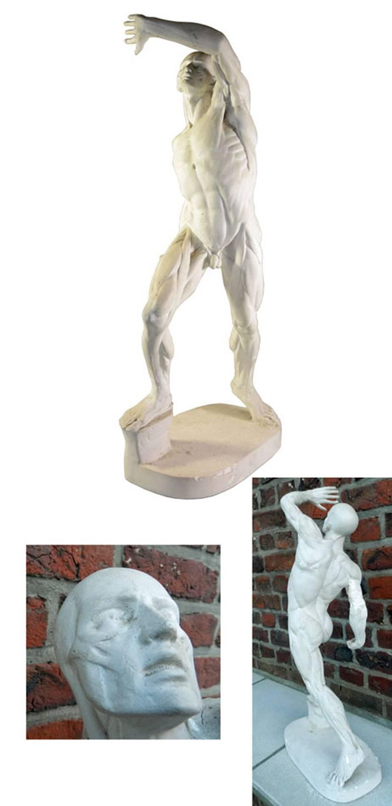 French Plaster Skinned Anatomical Figure, circa 1900s, Ellegible Signature For Sale