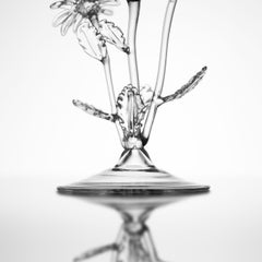 Chrysanthemum Leucanthemum Cocktail Glass