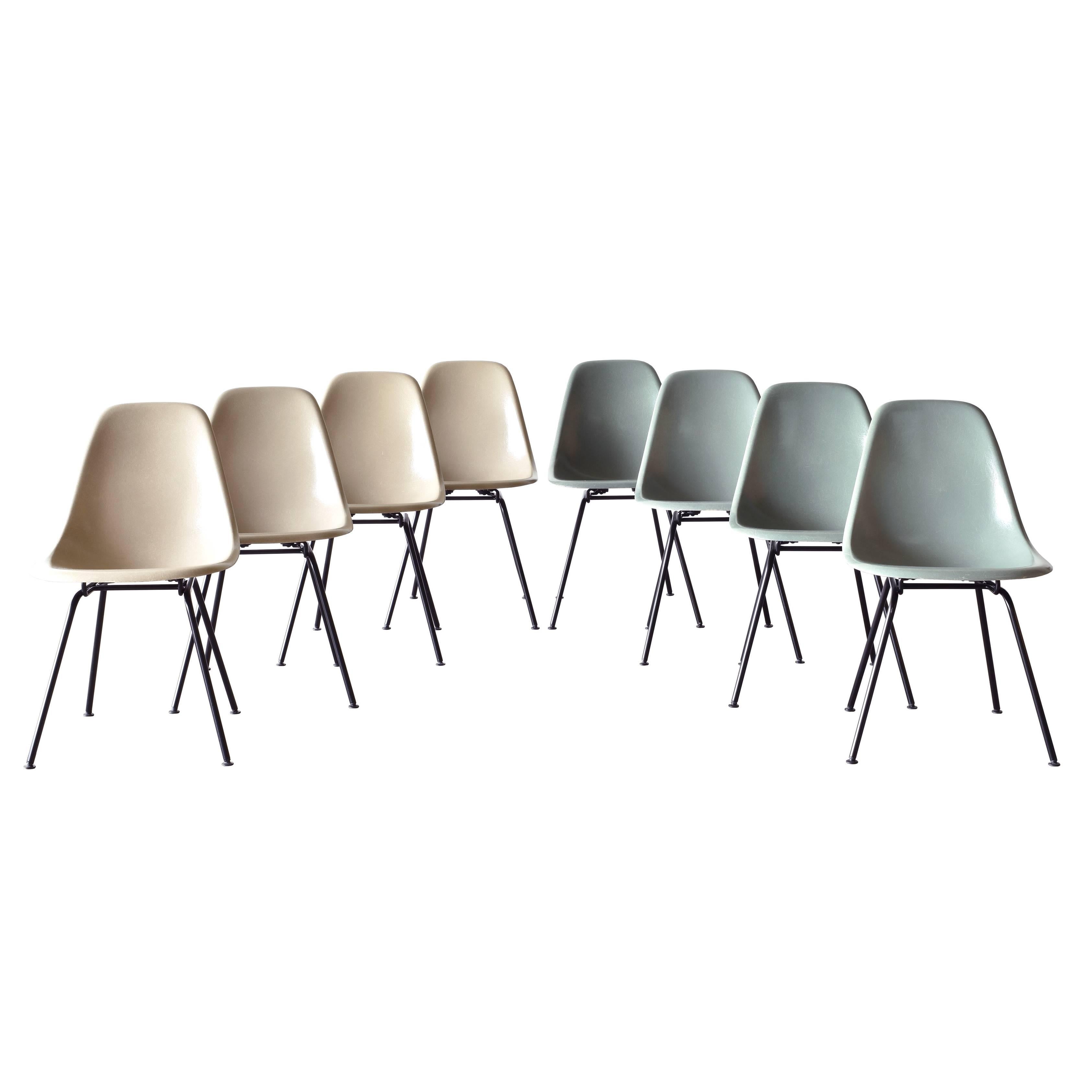 Set of Eight Eames DSX Herman Miller Dining Chairs Sea Foam Green and Greige