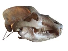 Polar Bear Skull