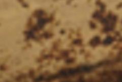 Acht achteckige Mahagoni-Schnallen