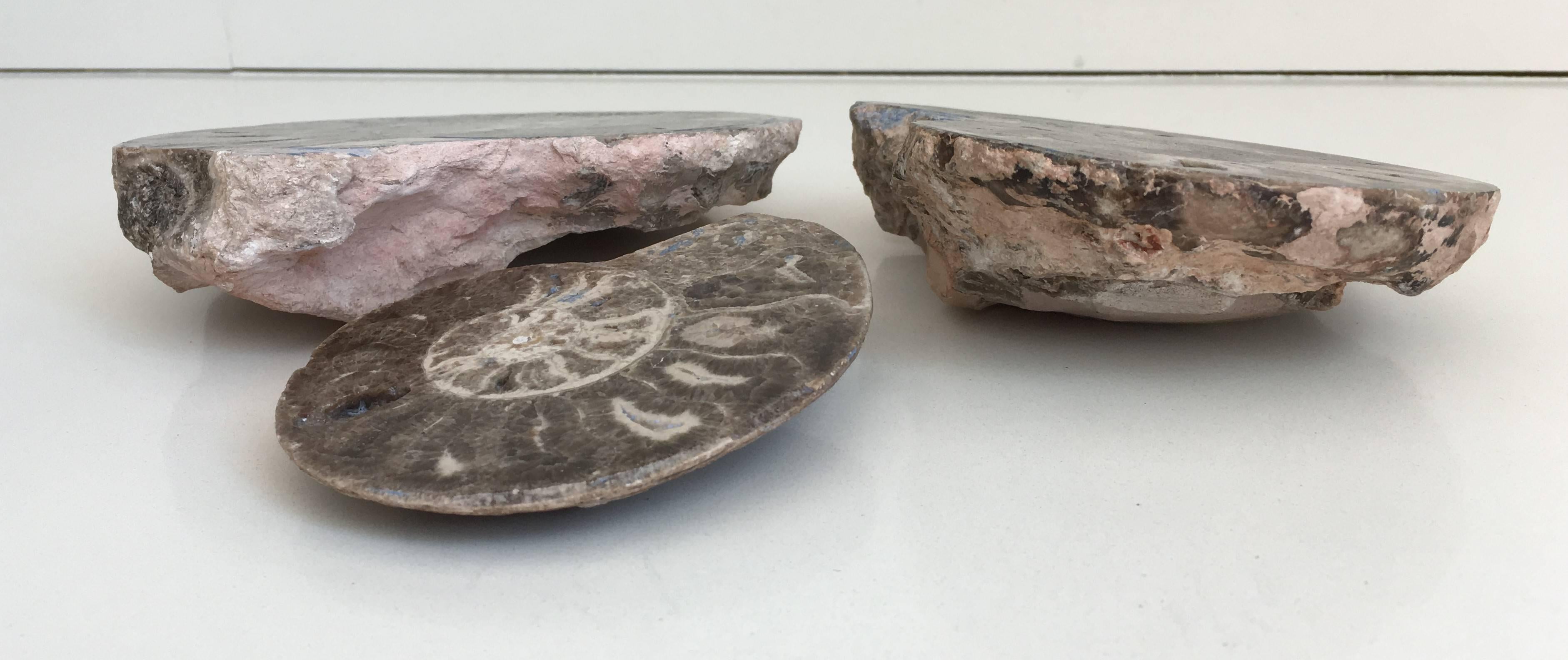 Set of Three Prehistoric Ammonite In Good Condition For Sale In Miami, FL