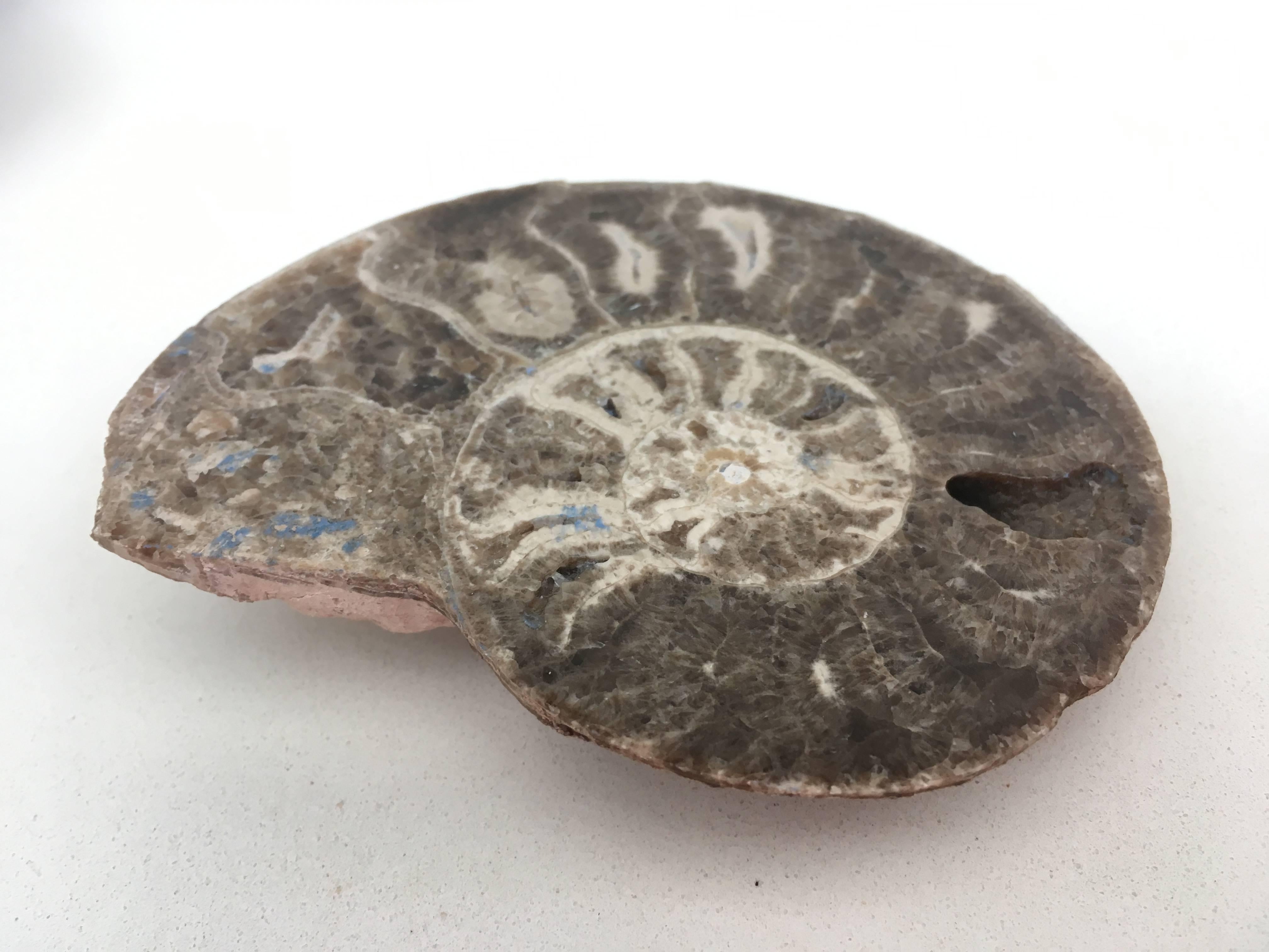 Ensemble de trois Ammonites préhistoriques en vente 2