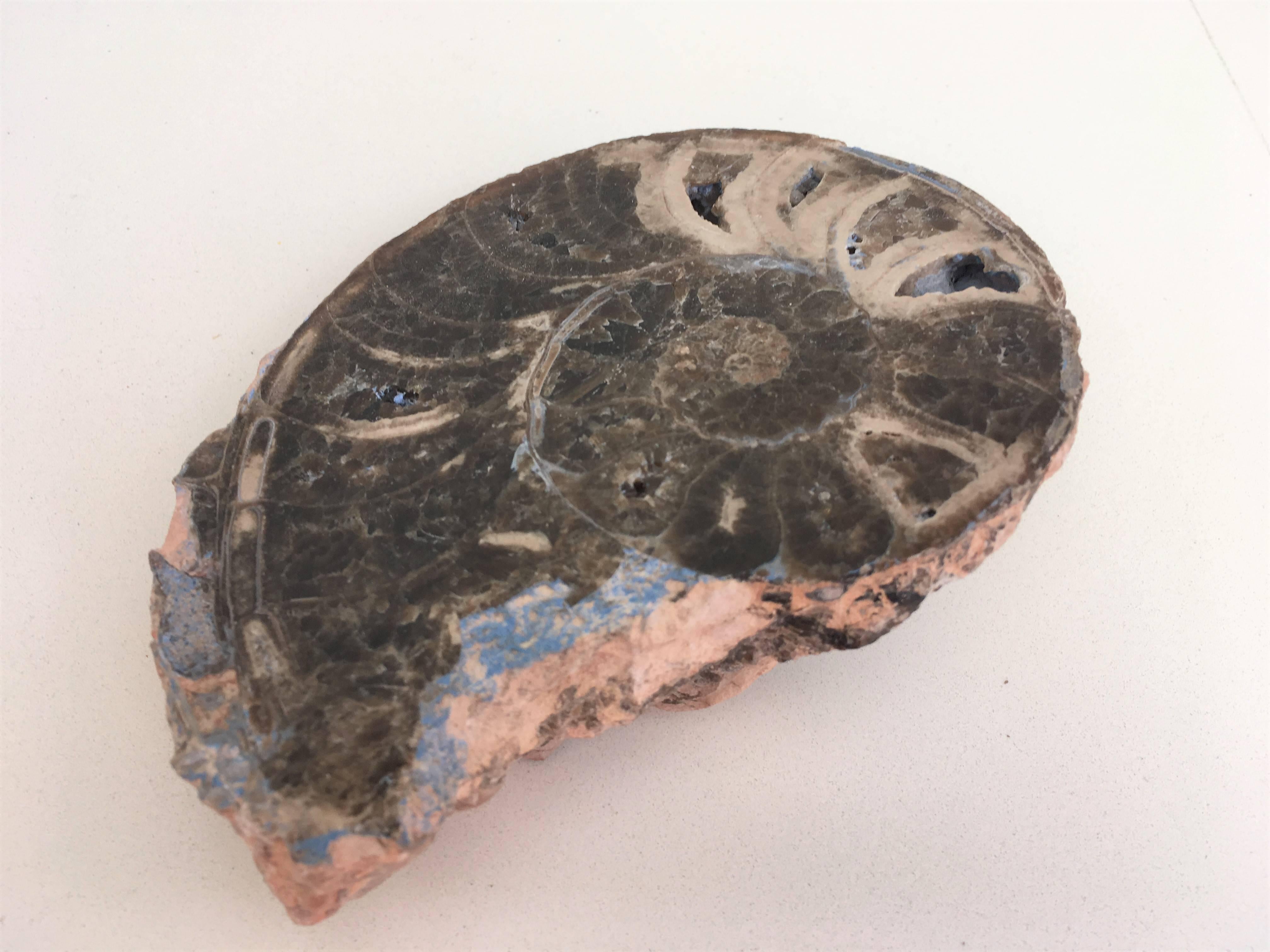 Set of Three Prehistoric Ammonite For Sale 1