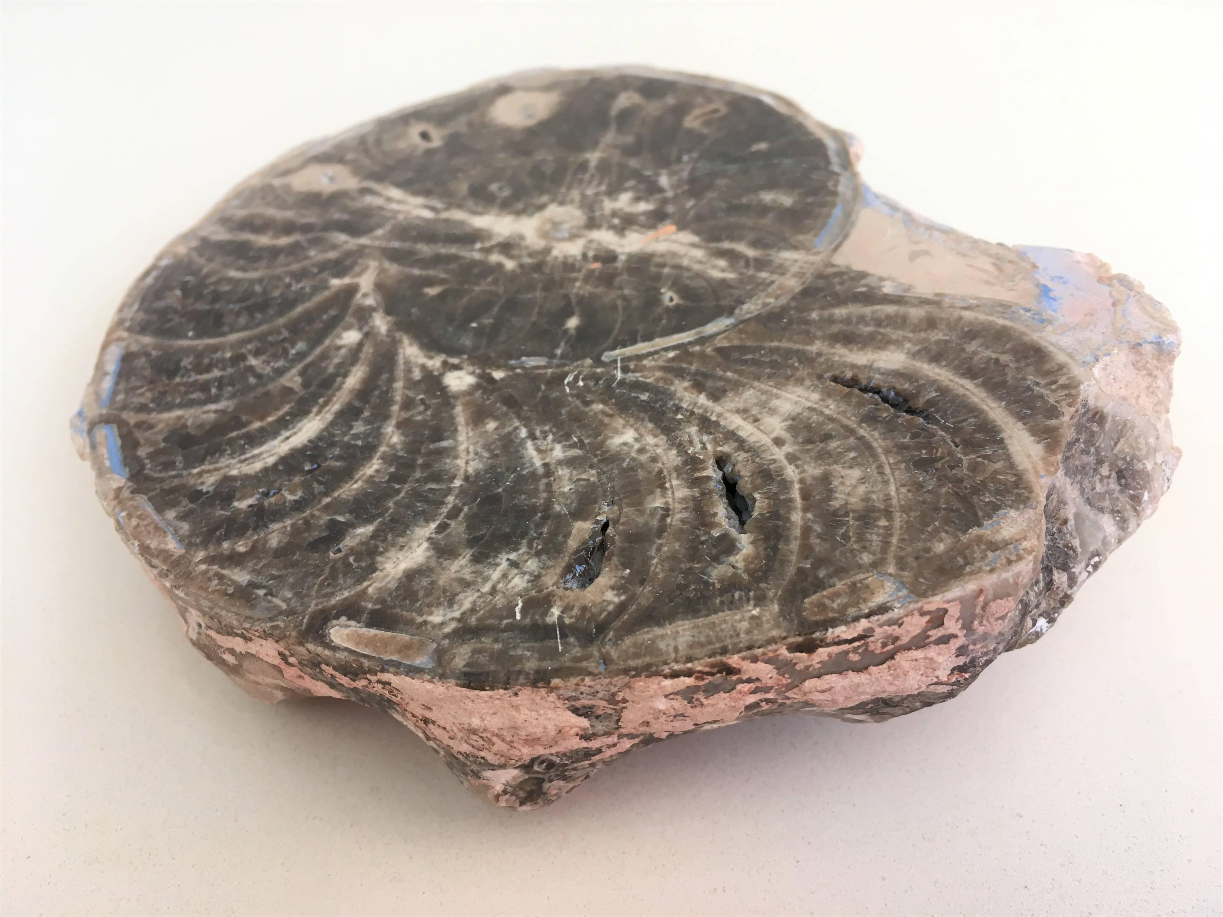 18th Century and Earlier Set of Three Prehistoric Ammonite For Sale