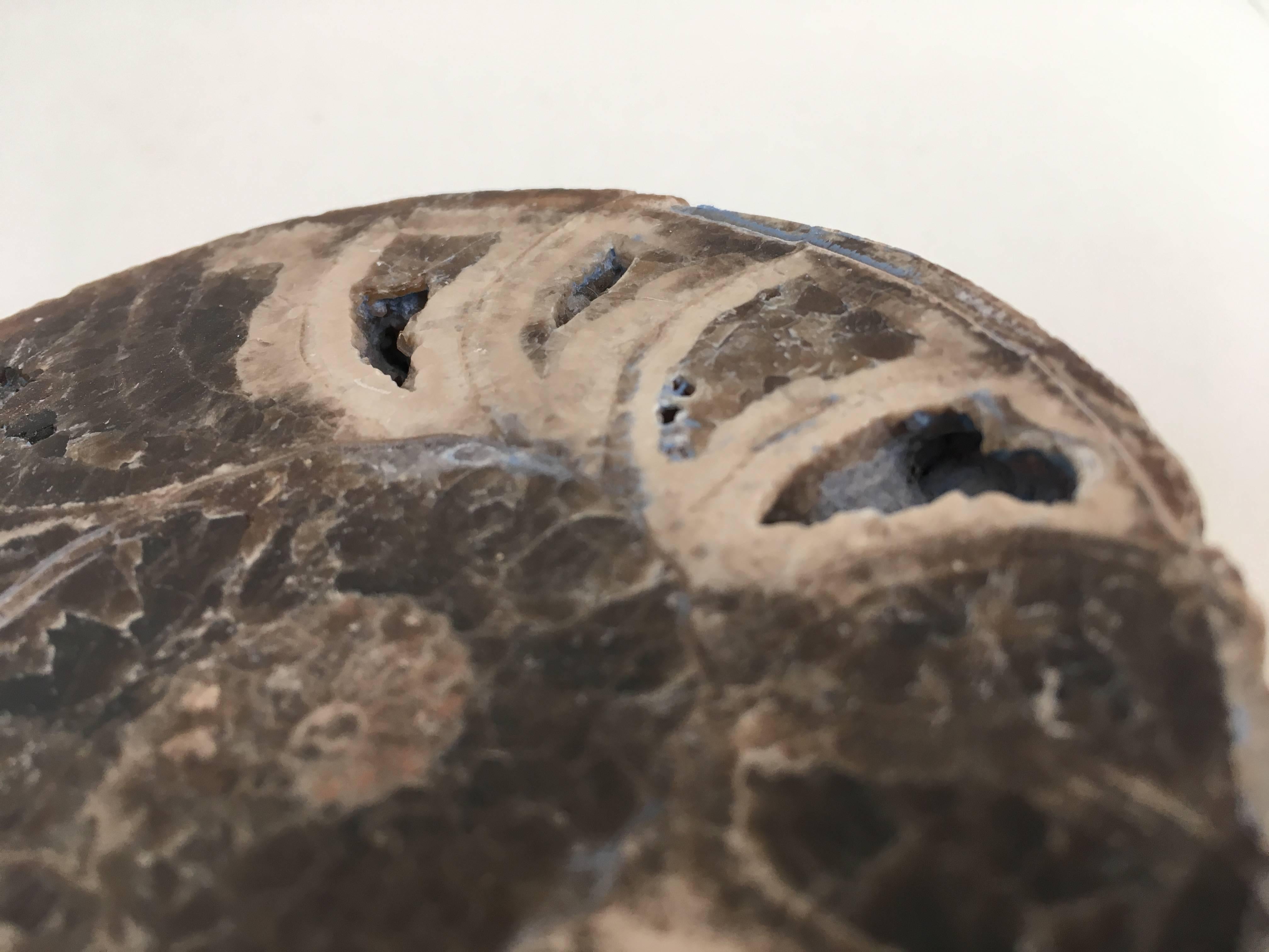 Set of Three Prehistoric Ammonite For Sale 2