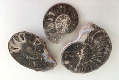 Set of Three Prehistoric Ammonite