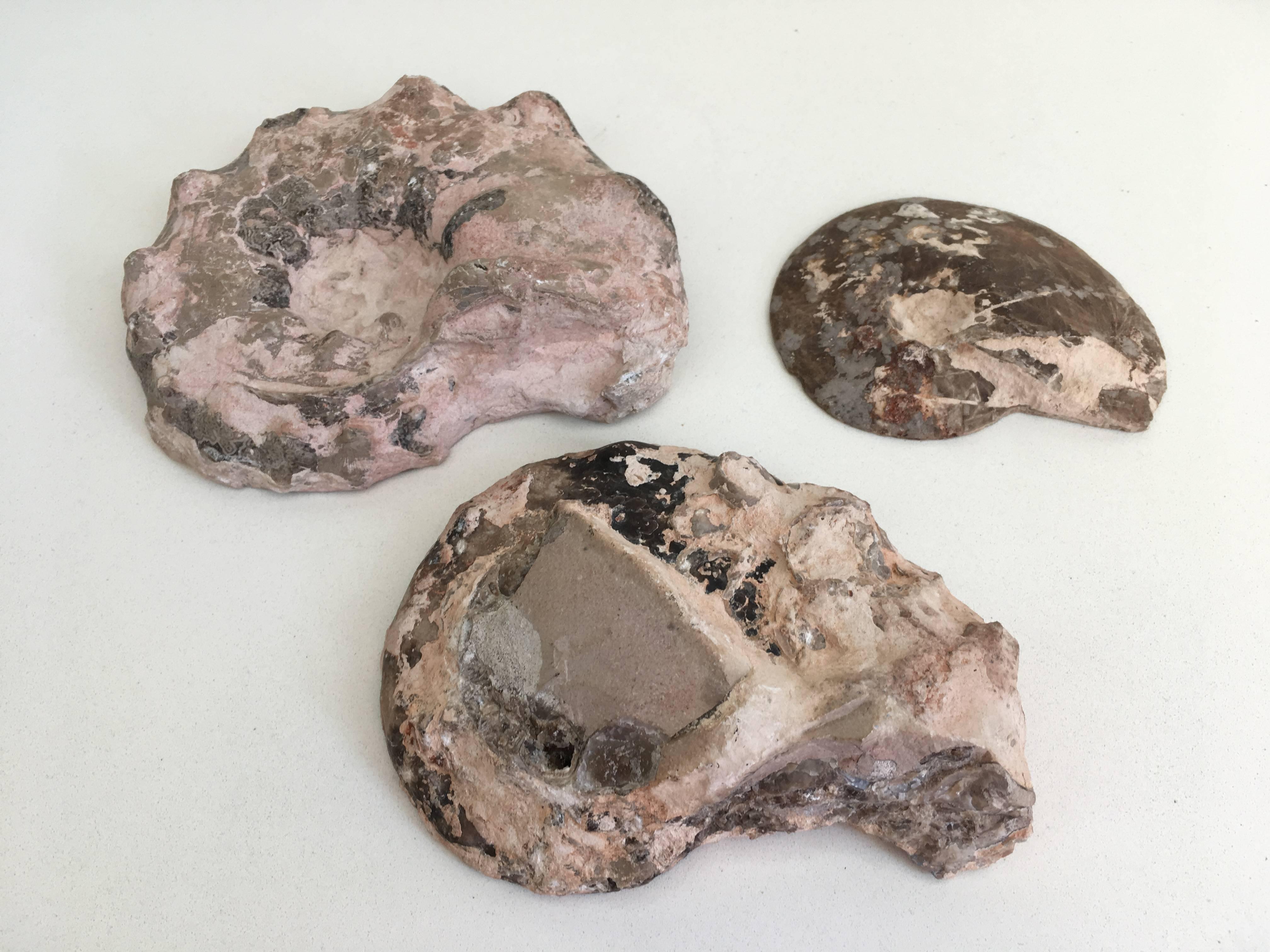 Set of Three Prehistoric Ammonite For Sale 4