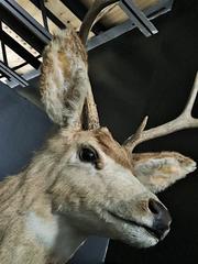 North American Deer Mount