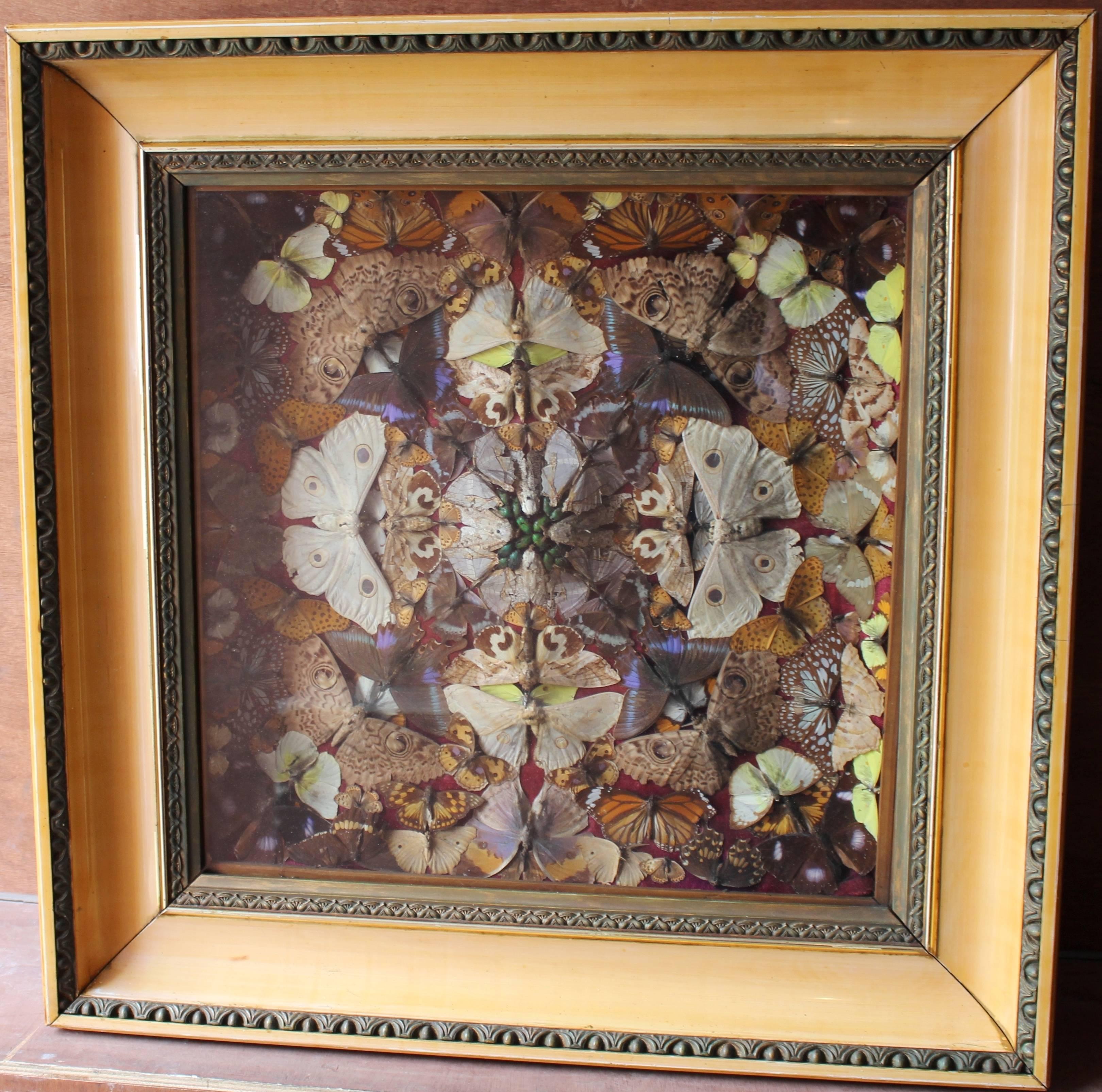 

Period Victorian.
Medium Taxidermy.
Frame 59 x 59 cm / 23 1/4 x 23 1/4 in.
Frame set in heavy commensurate frame.
Condition very good condition commensurate with age.

Here we are pleased to offer a pair of Victorian buttefly taxidermy