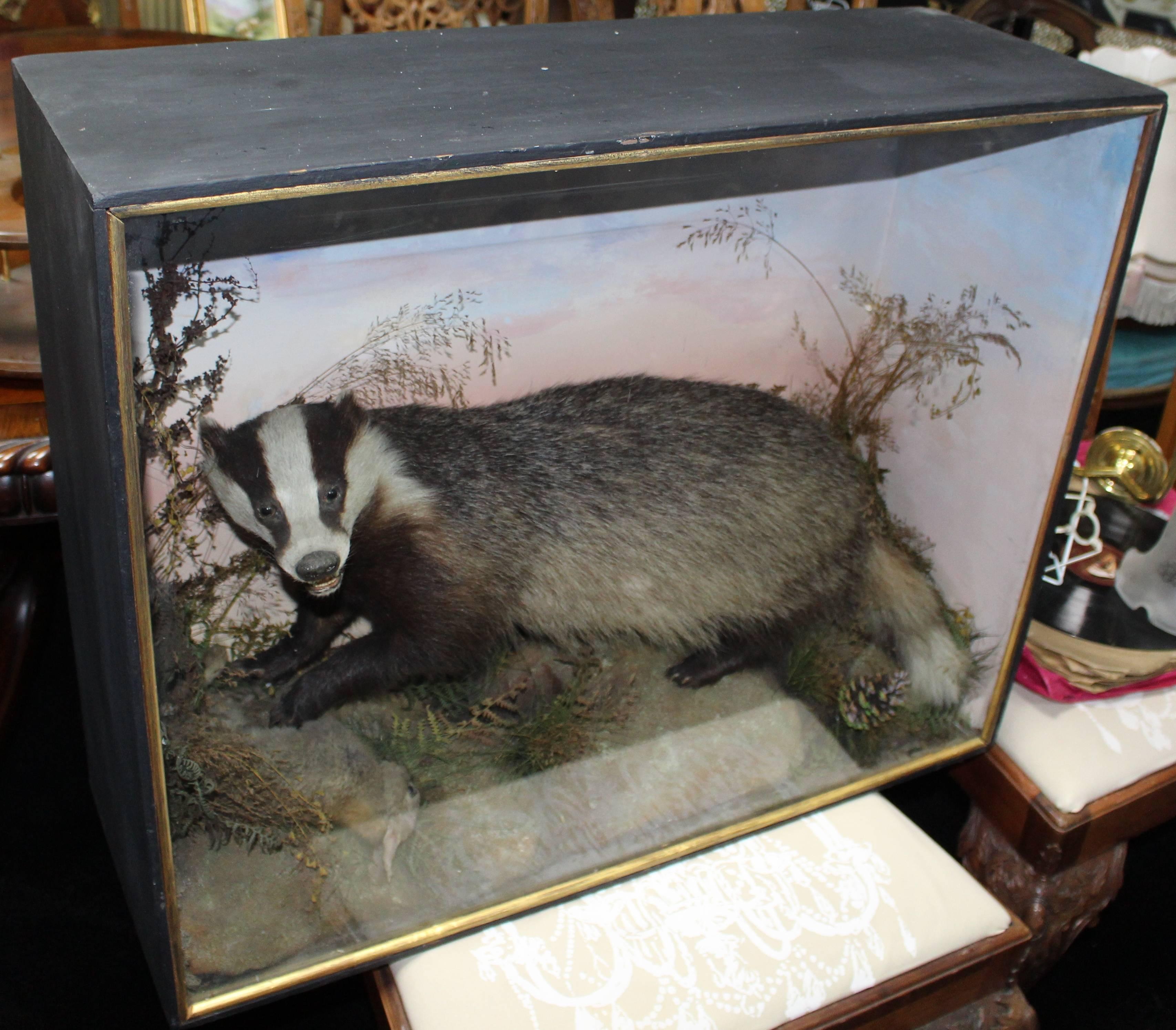 Cased Antique Hutchinson Taxidermy Badger and Rabbit 6