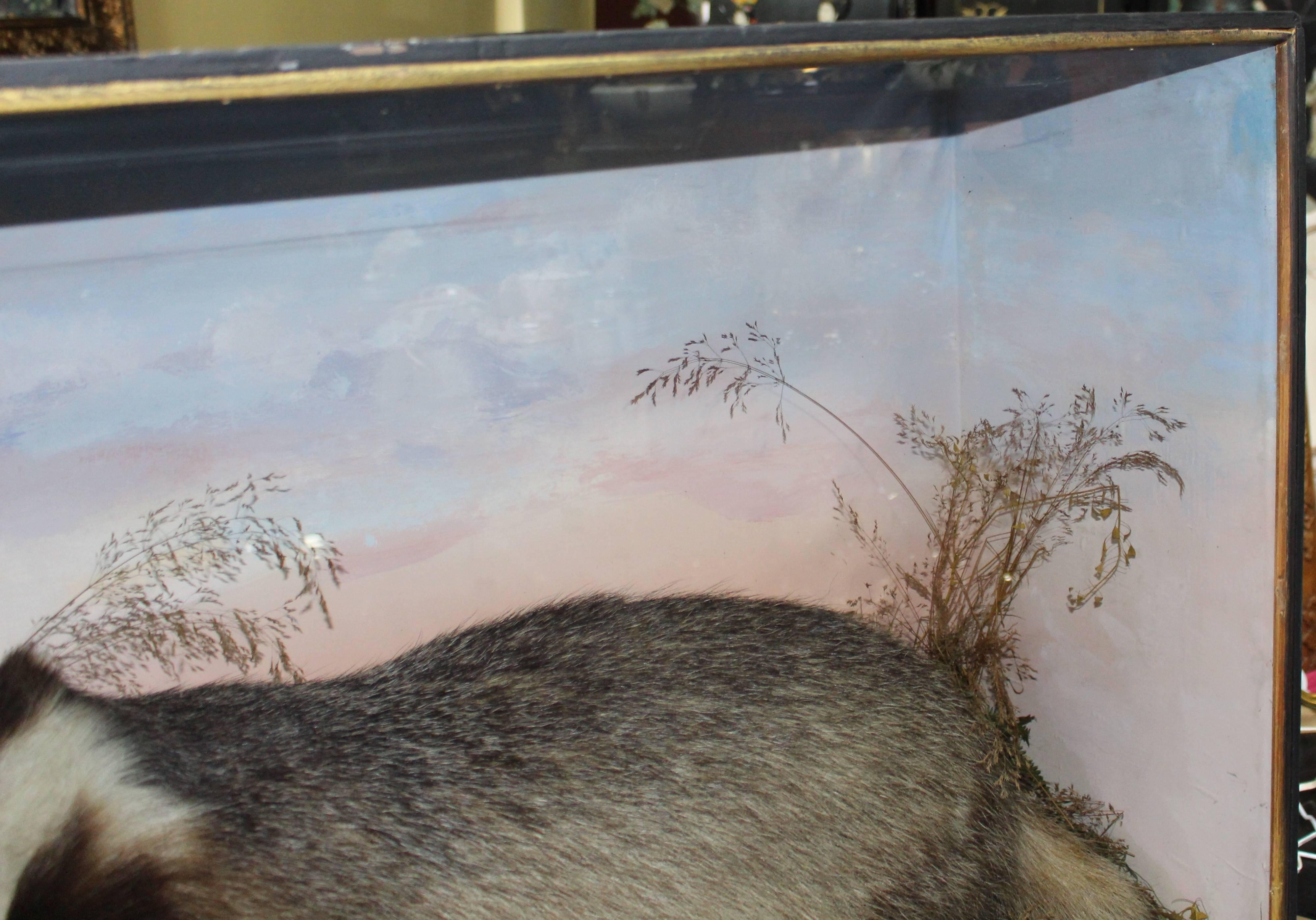 Cased Antique Hutchinson Taxidermy Badger and Rabbit 3