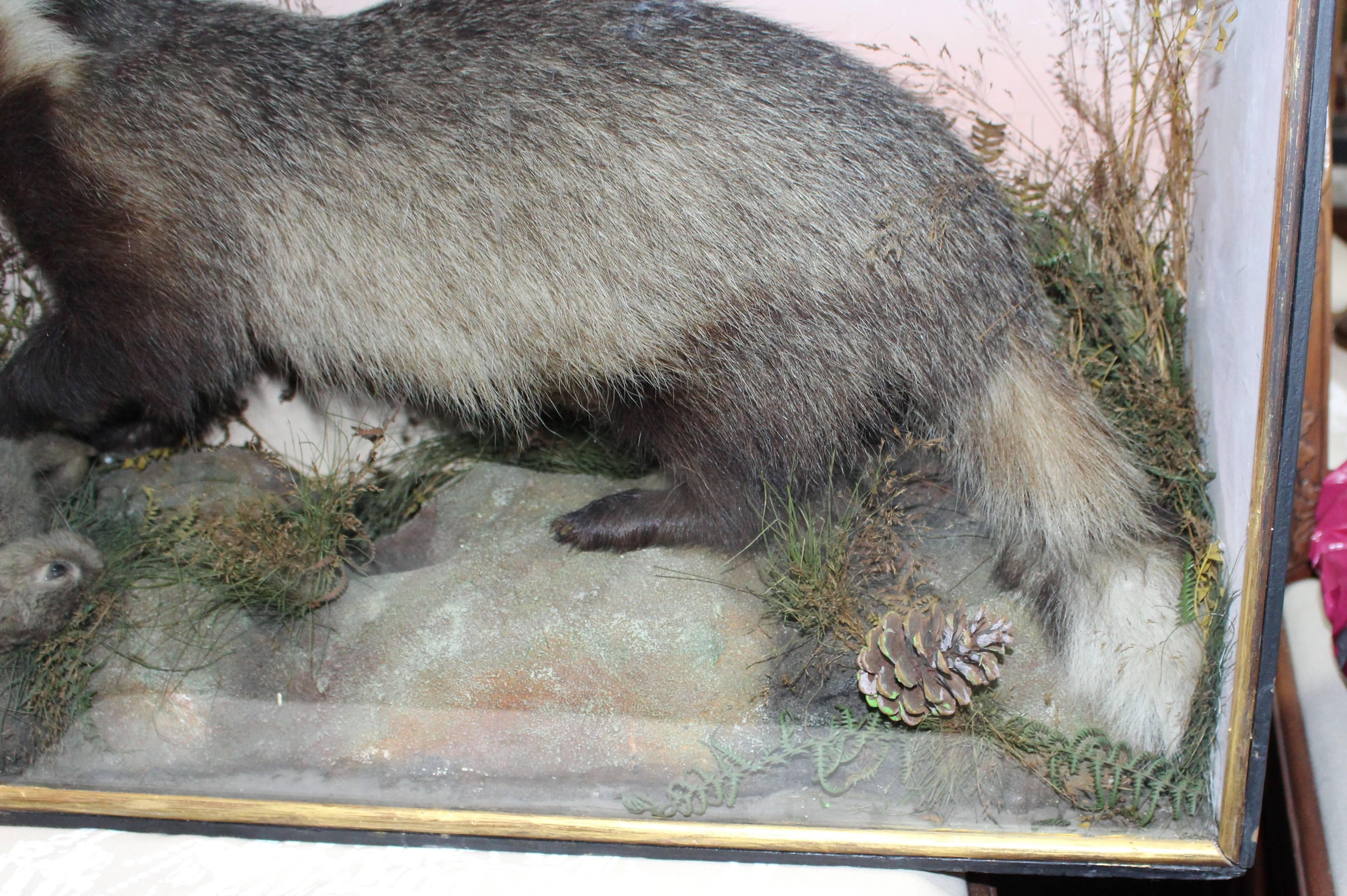 Cased Antique Hutchinson Taxidermy Badger and Rabbit 2