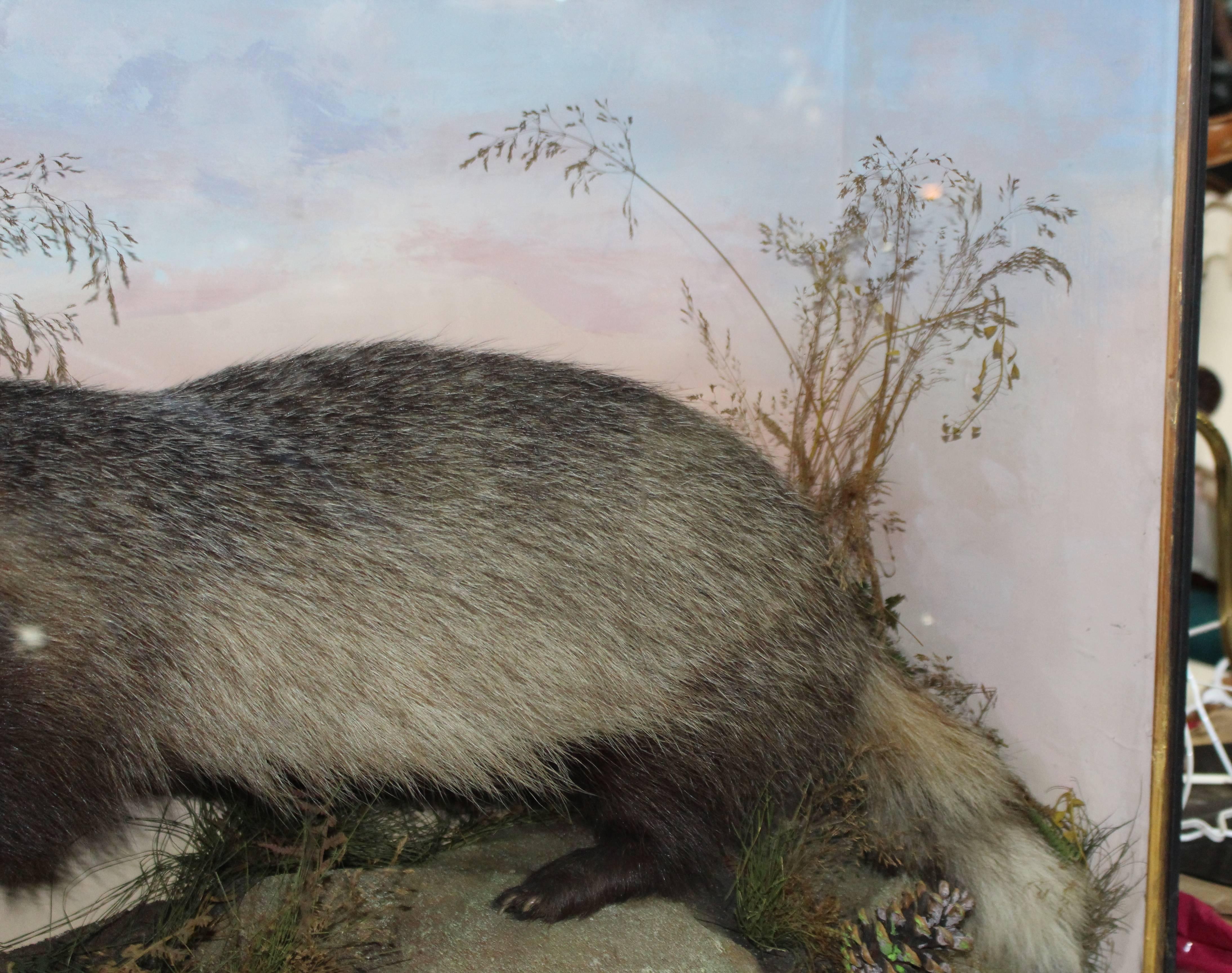 Cased Antique Hutchinson Taxidermy Badger and Rabbit 4