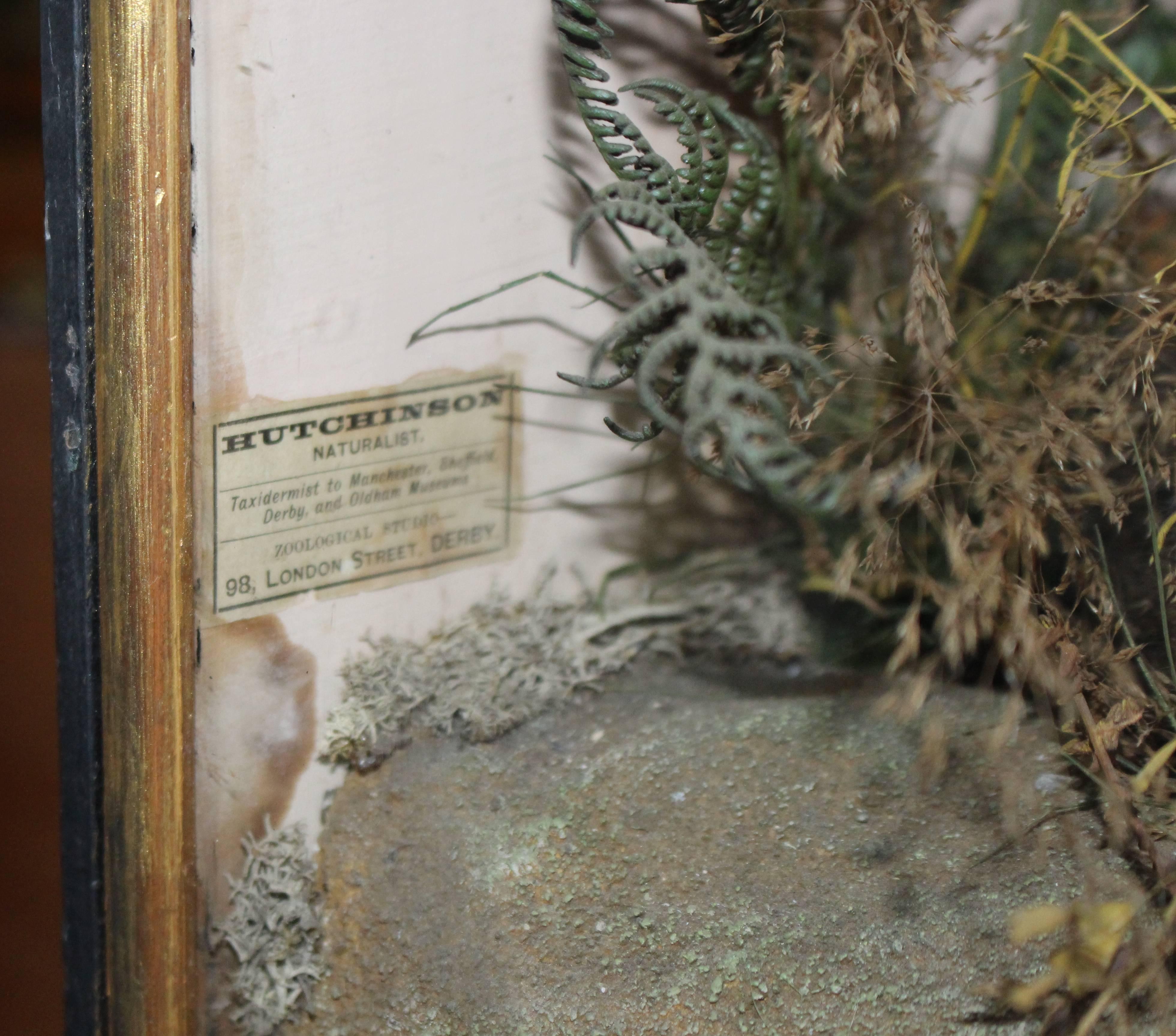 Cased Antique Hutchinson Taxidermy Badger and Rabbit 5