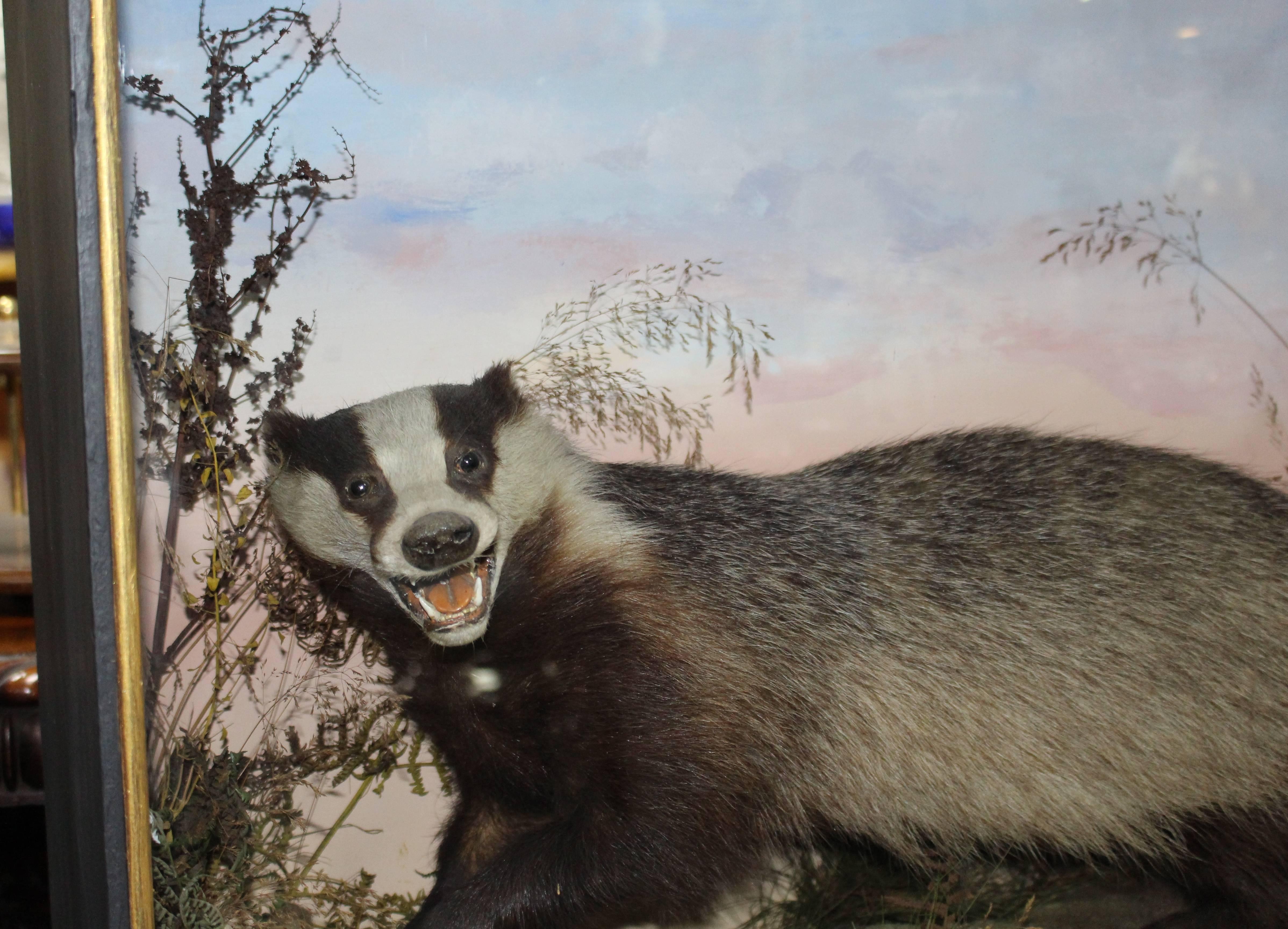 Maker	Hutchinson of Derby 
Animals	Badger & rabbit
Case	Cased
Condition	Animals very clean. Some wear commensurate with age to case, some later repainitng to case

Case
Width	76.5 cm	30 1/4 in
Depth	28 cm	11 in
Height	62 cm	24 1/2 in

Nice