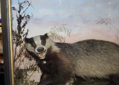 Cased Antique Hutchinson Taxidermy Badger and Rabbit