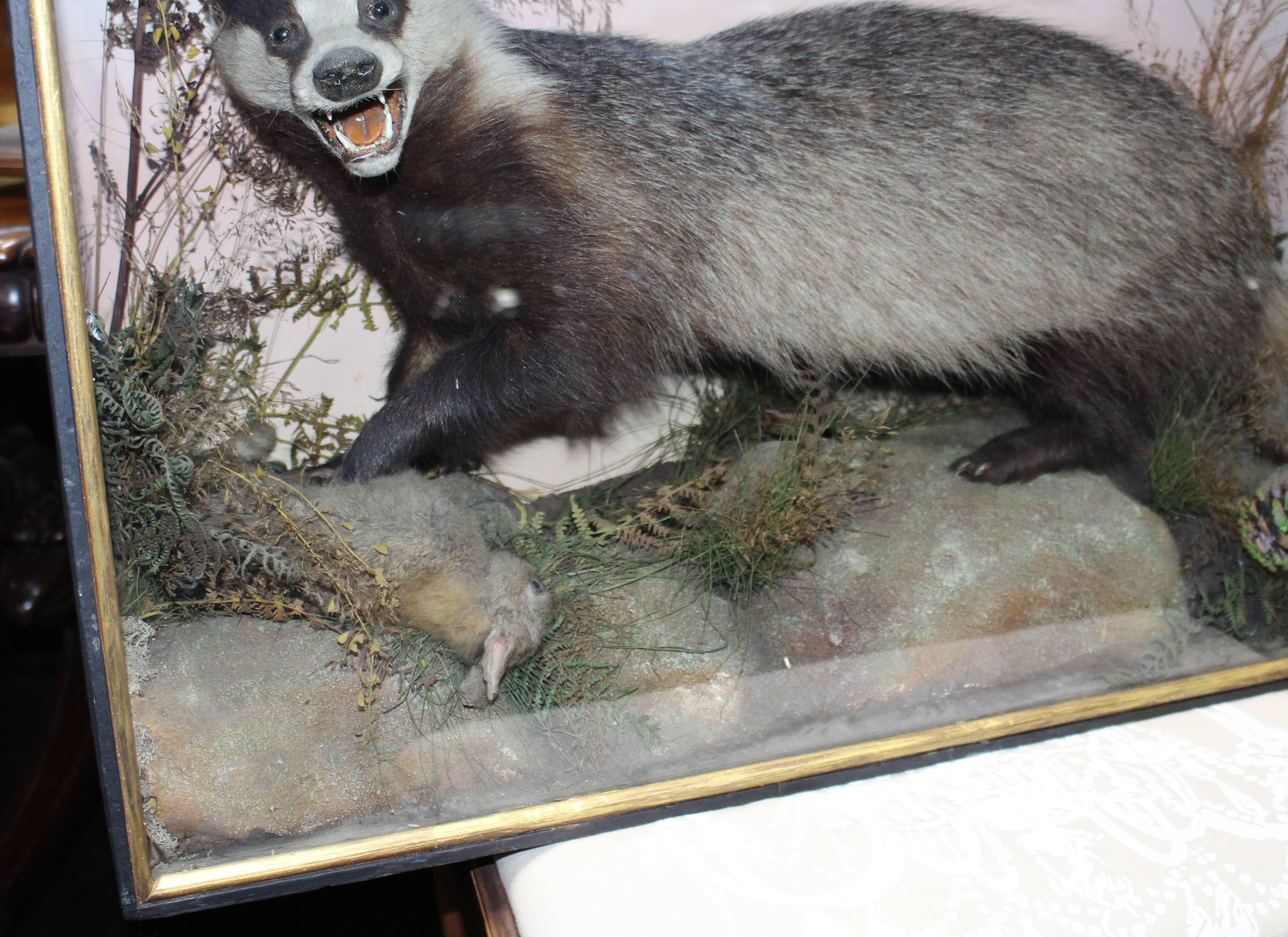 Cased Antique Hutchinson Taxidermy Badger and Rabbit 1