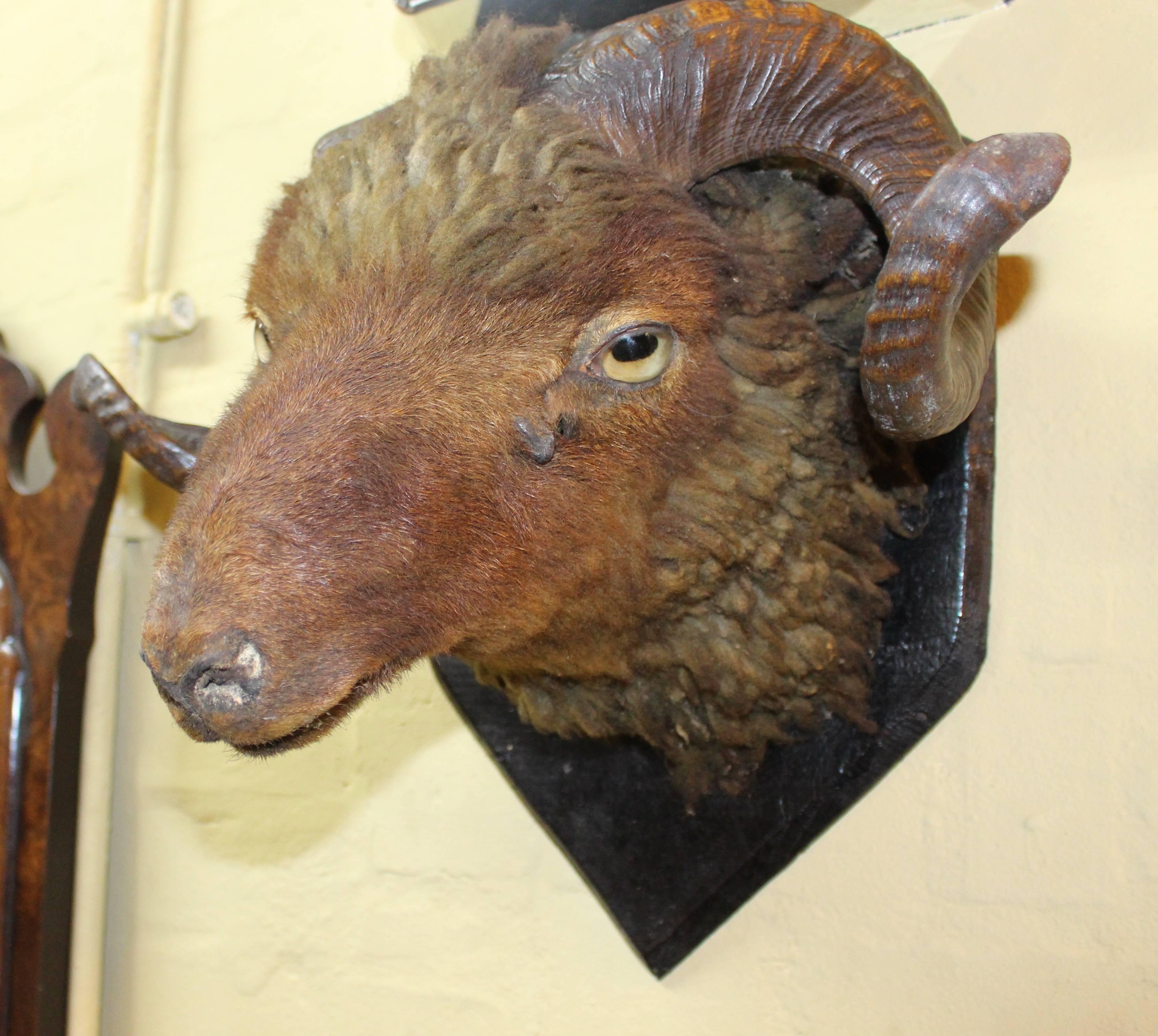 Period 19th century.
Animal ram's head
Measures: Width 43 cm / 17 in
Protrusion 28 cm / 11 in
Height 36 cm / 14 in
Condition Good condition. Some wear commensurate with age, including where left hornn is affixed to head. No damage to