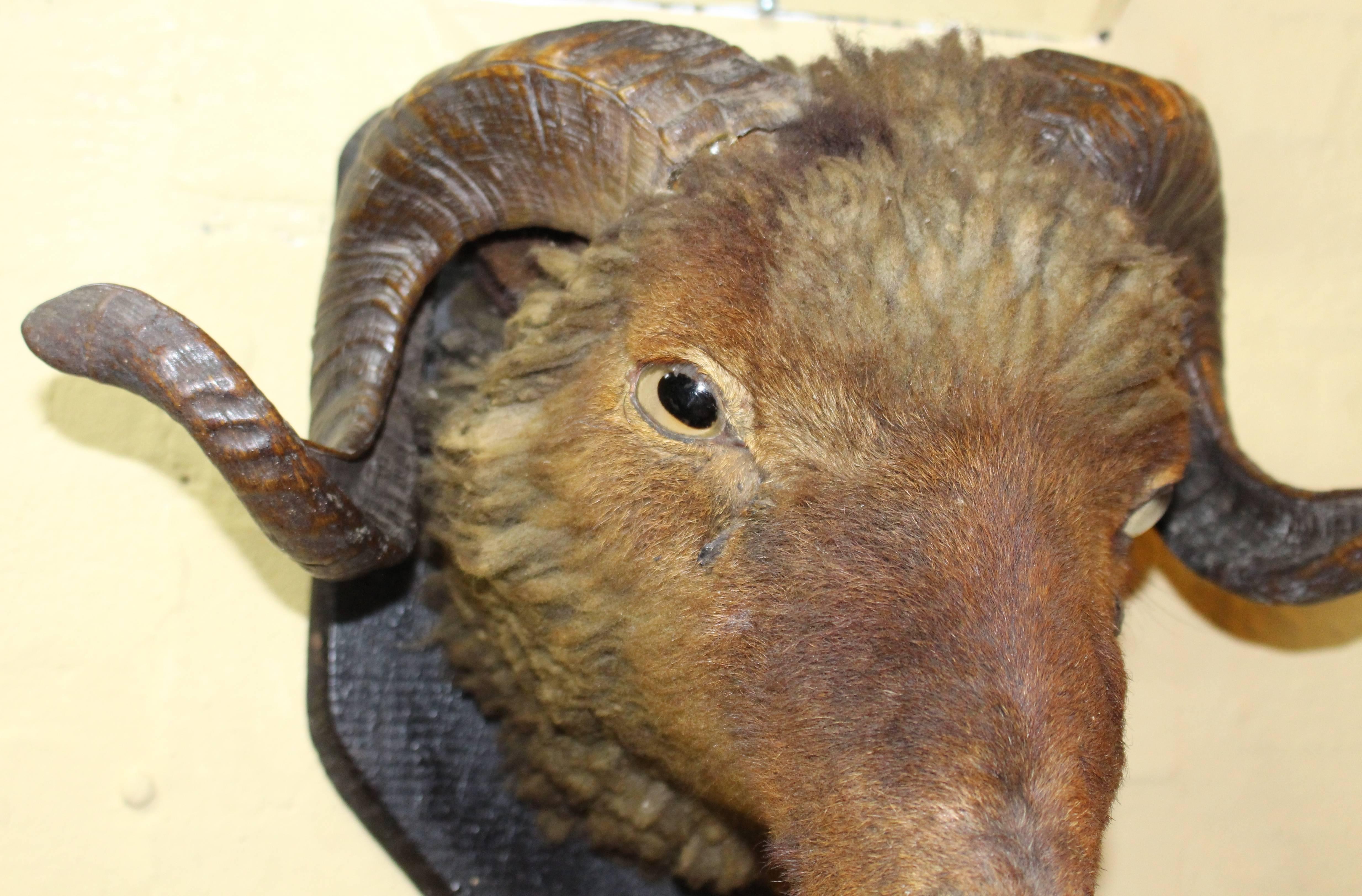 Mounted Antique Ram's Head Taxidermy In Good Condition In Worcester, Worcestershire