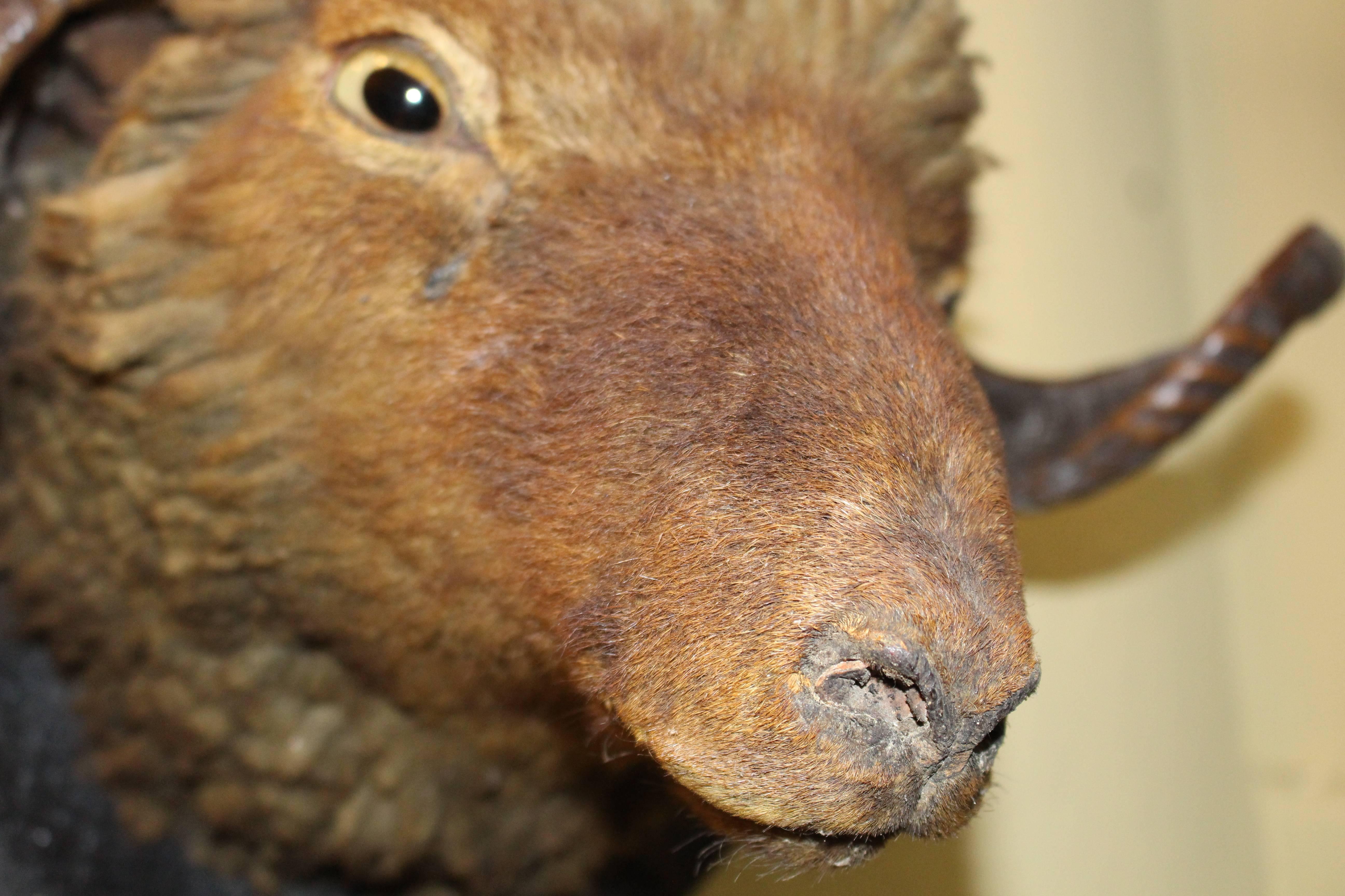 Mounted Antique Ram's Head Taxidermy 1
