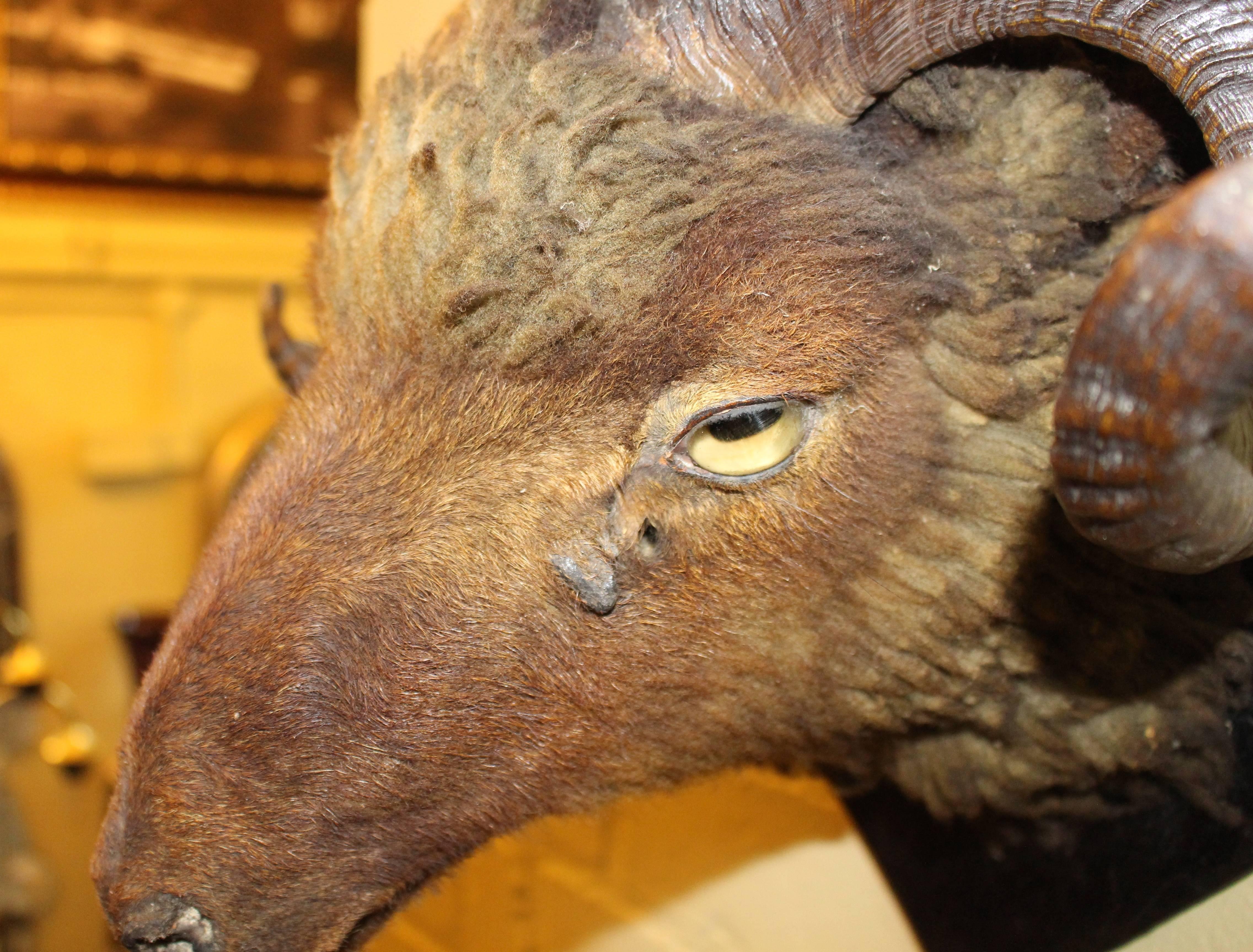 Mounted Antique Ram's Head Taxidermy 2