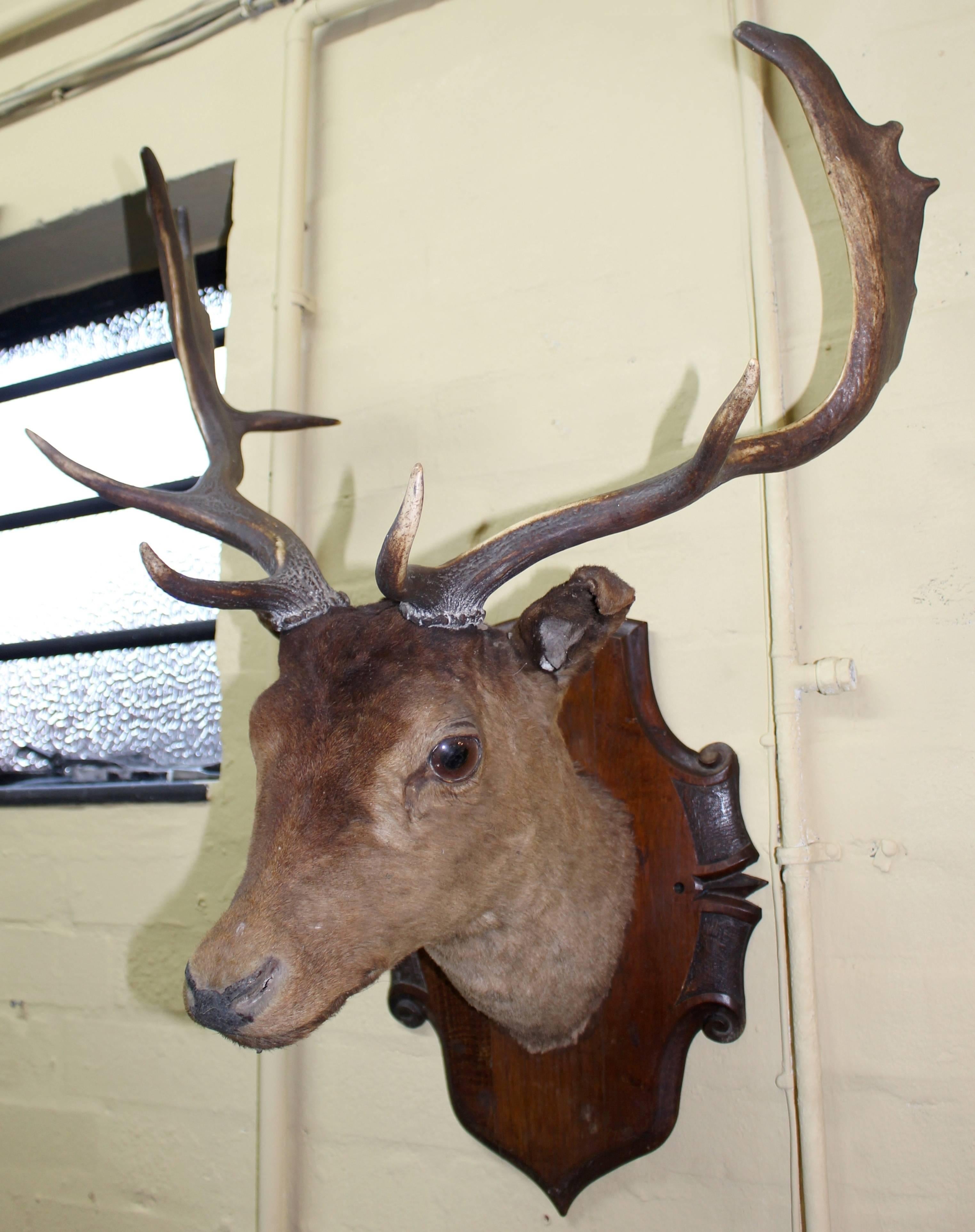 Period Victorian
Width 56 cm / 22 in
Protrusion 40 cm / 15 3/4 in
Height 76 cm / 30 in
Condition: Very good condition. Some signs of wear commensurate with age




Fine antique deer head mounted on shield





Free UK mainland