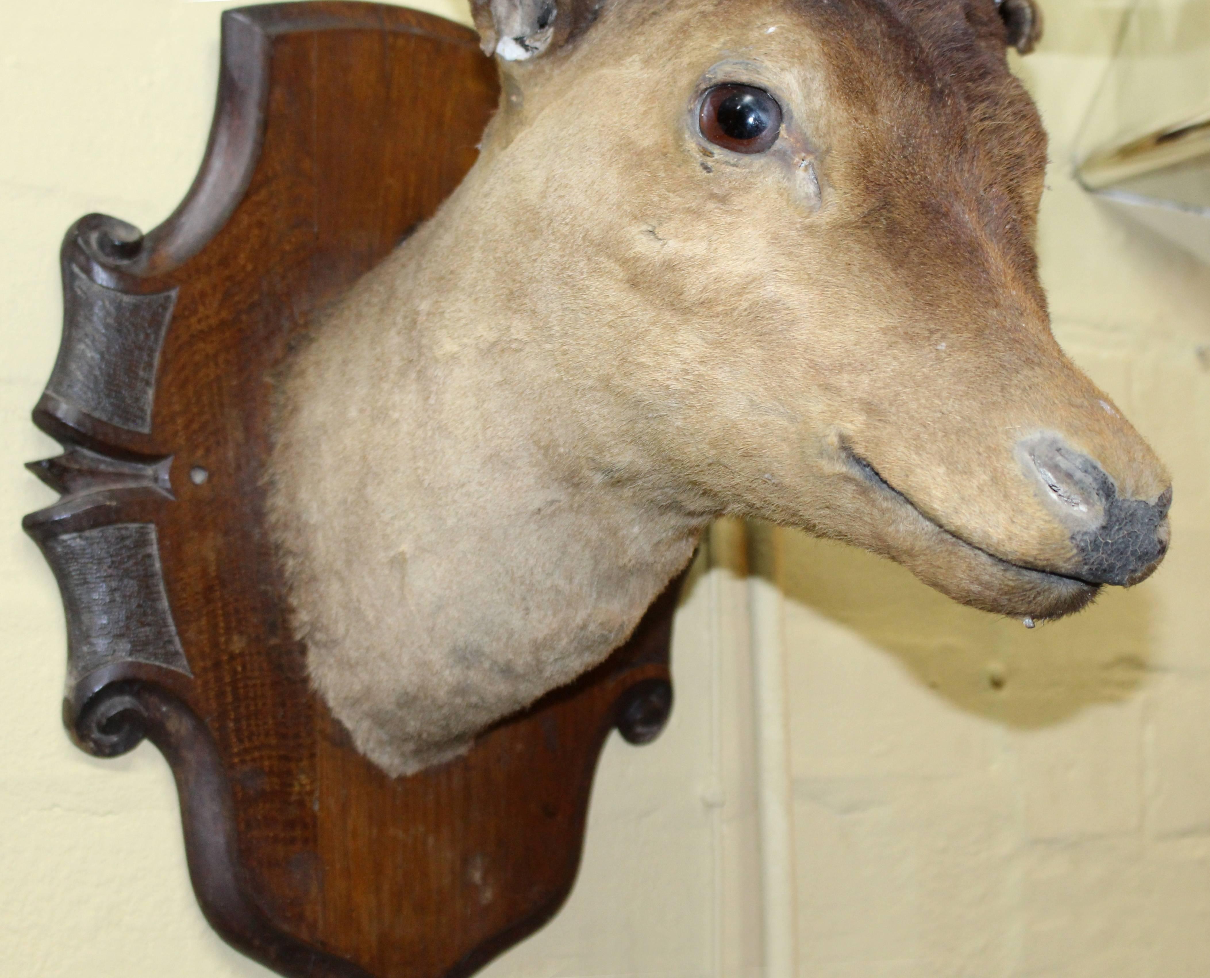 19th Century Handsome Antique Mounted Deer Head Taxidermy Stag