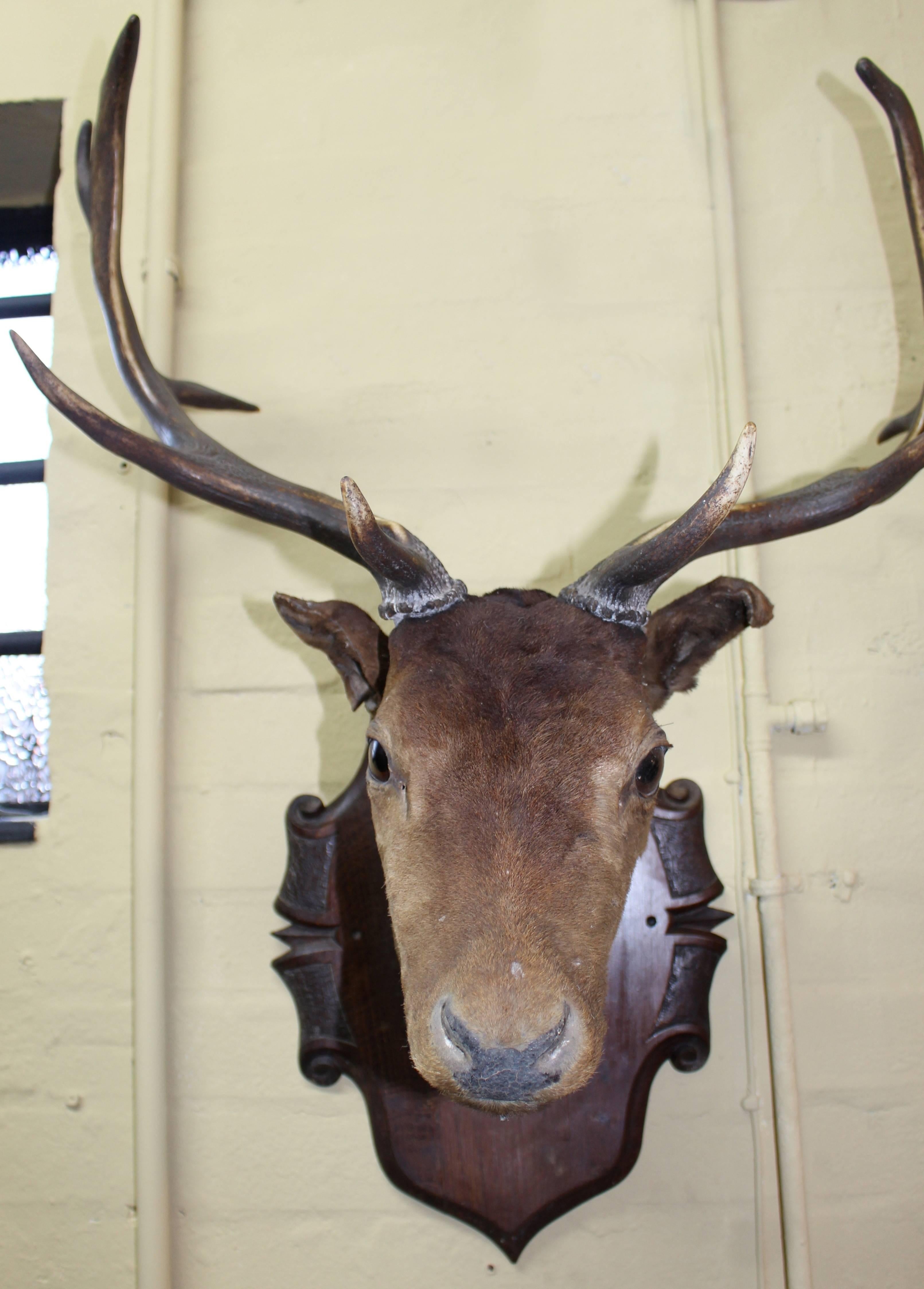 antique deer head