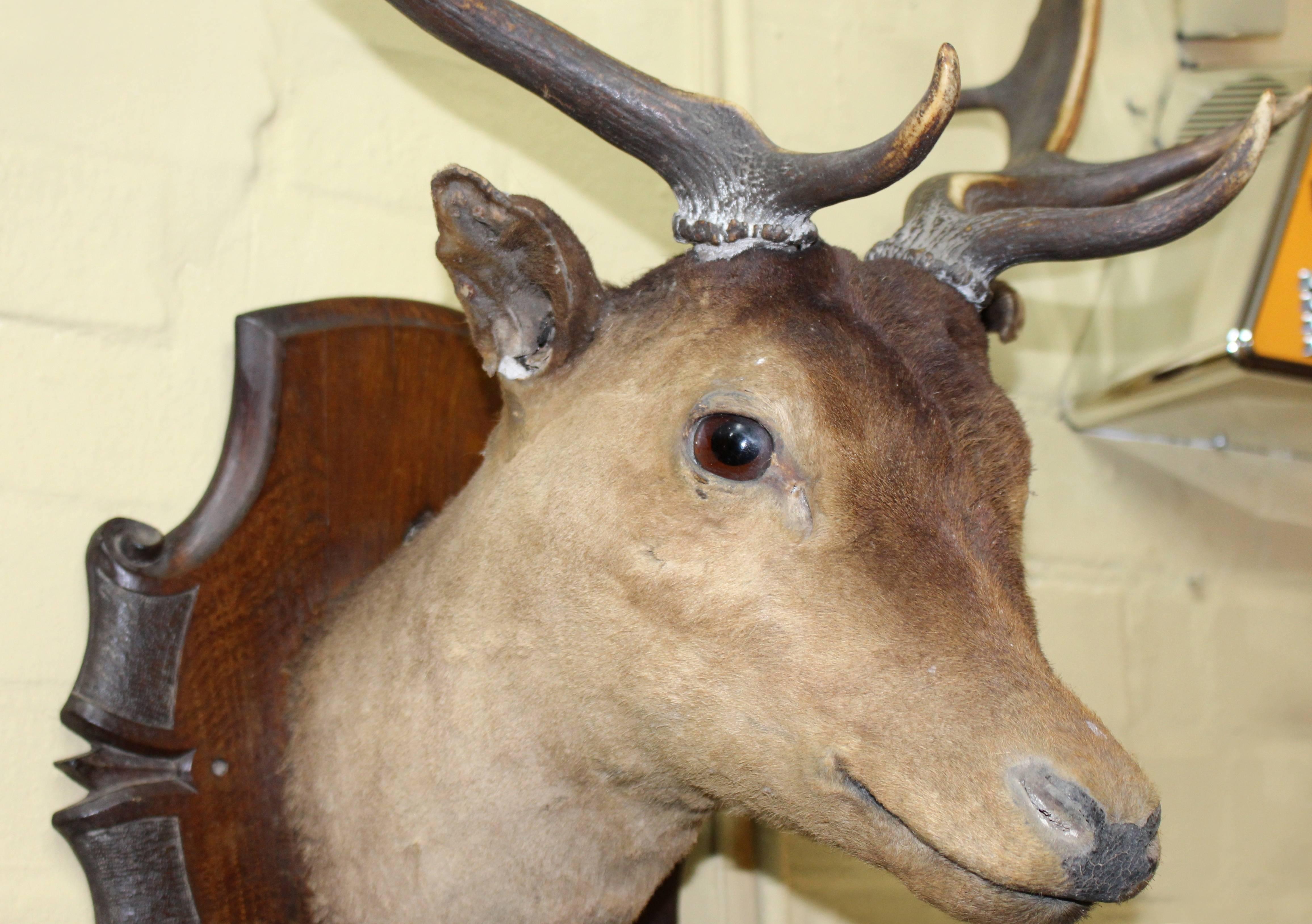 Handsome Antique Mounted Deer Head Taxidermy Stag In Excellent Condition In Worcester, Worcestershire