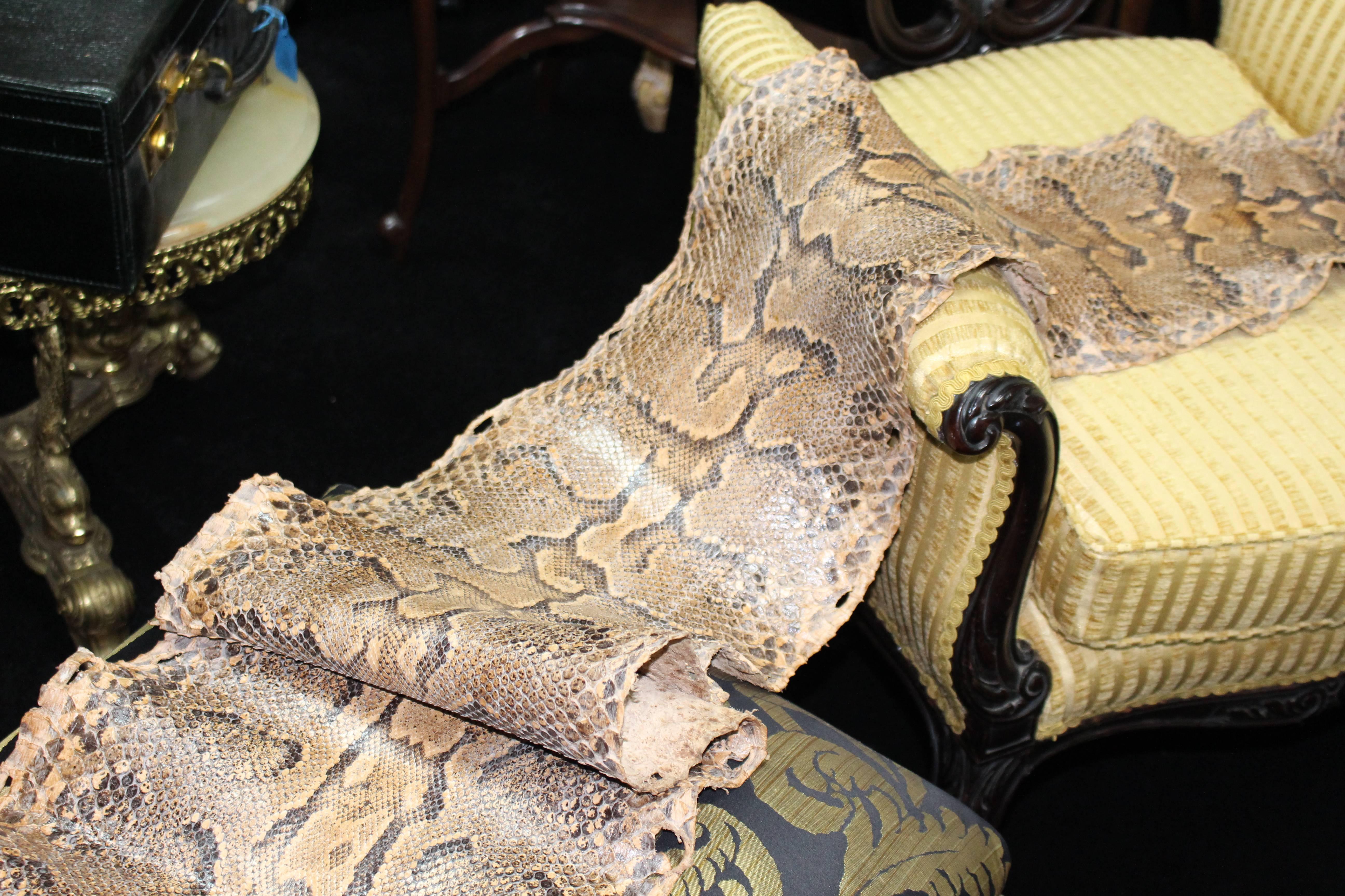

Snake python.
Length 10 ft 10 in.
Condition very good condition. Some dryness and fragility to skin commensurate with age.

Antique full length python skin.

Free UK Mainland delivery.

Please enquire for overseas delivery costs.