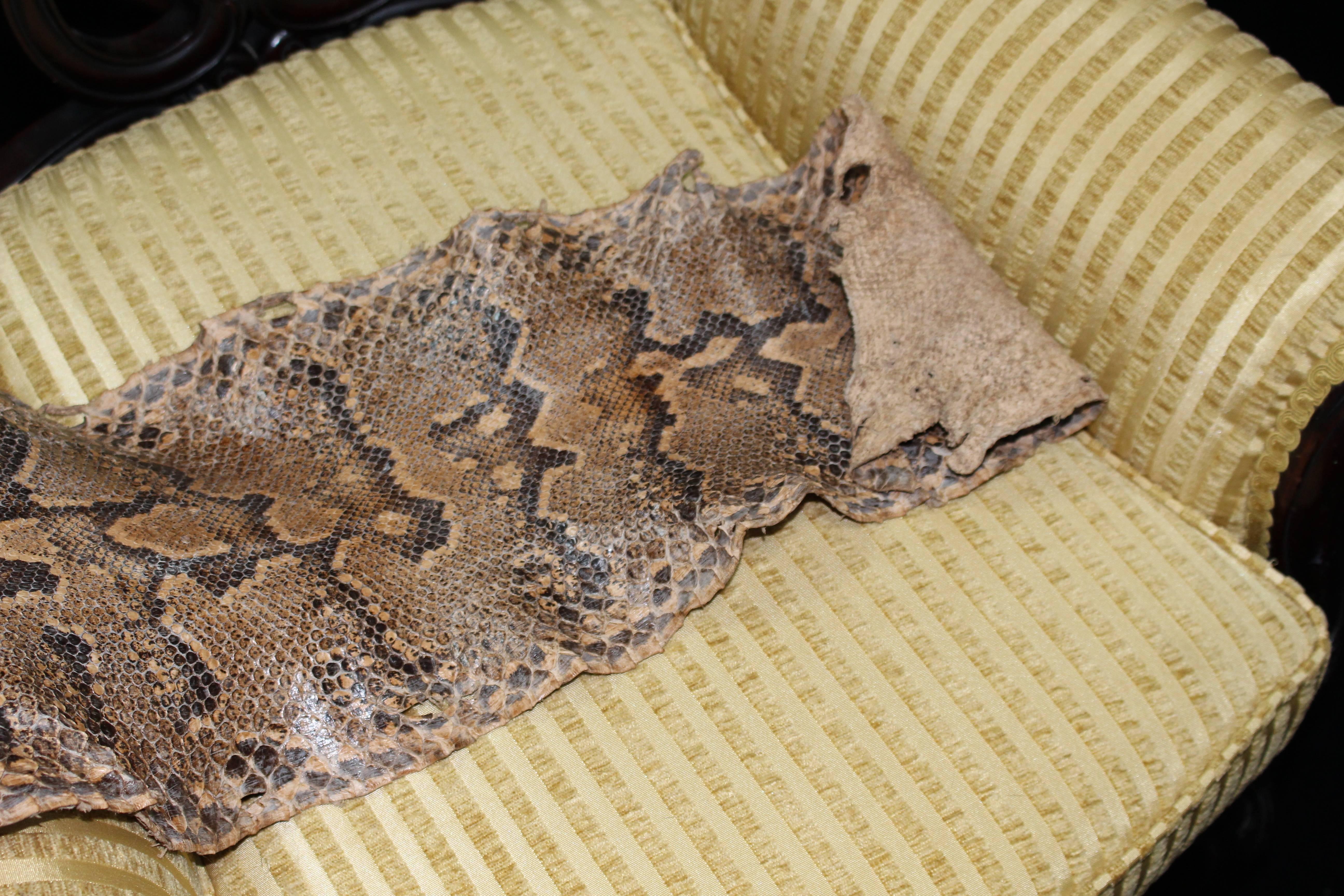 19th Century Antique Python Snake Skin