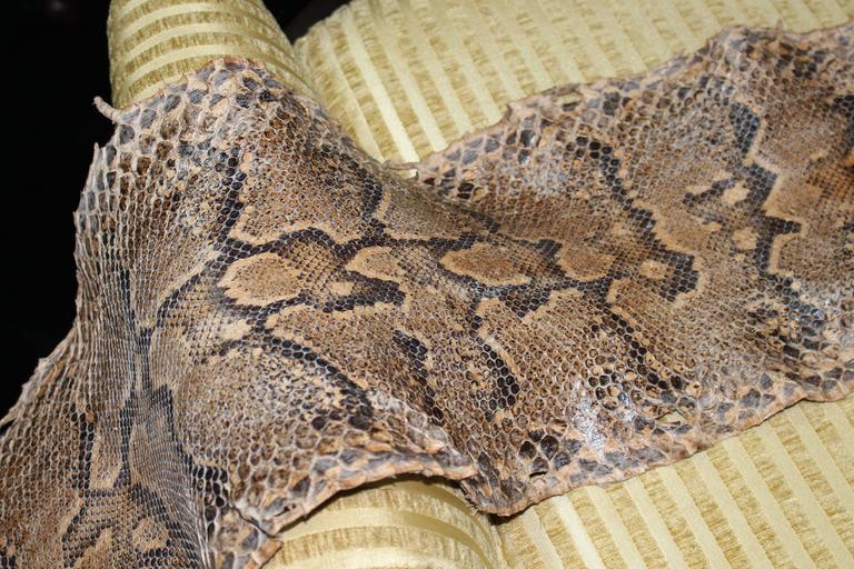Antique Python Snake Skin at 1stdibs