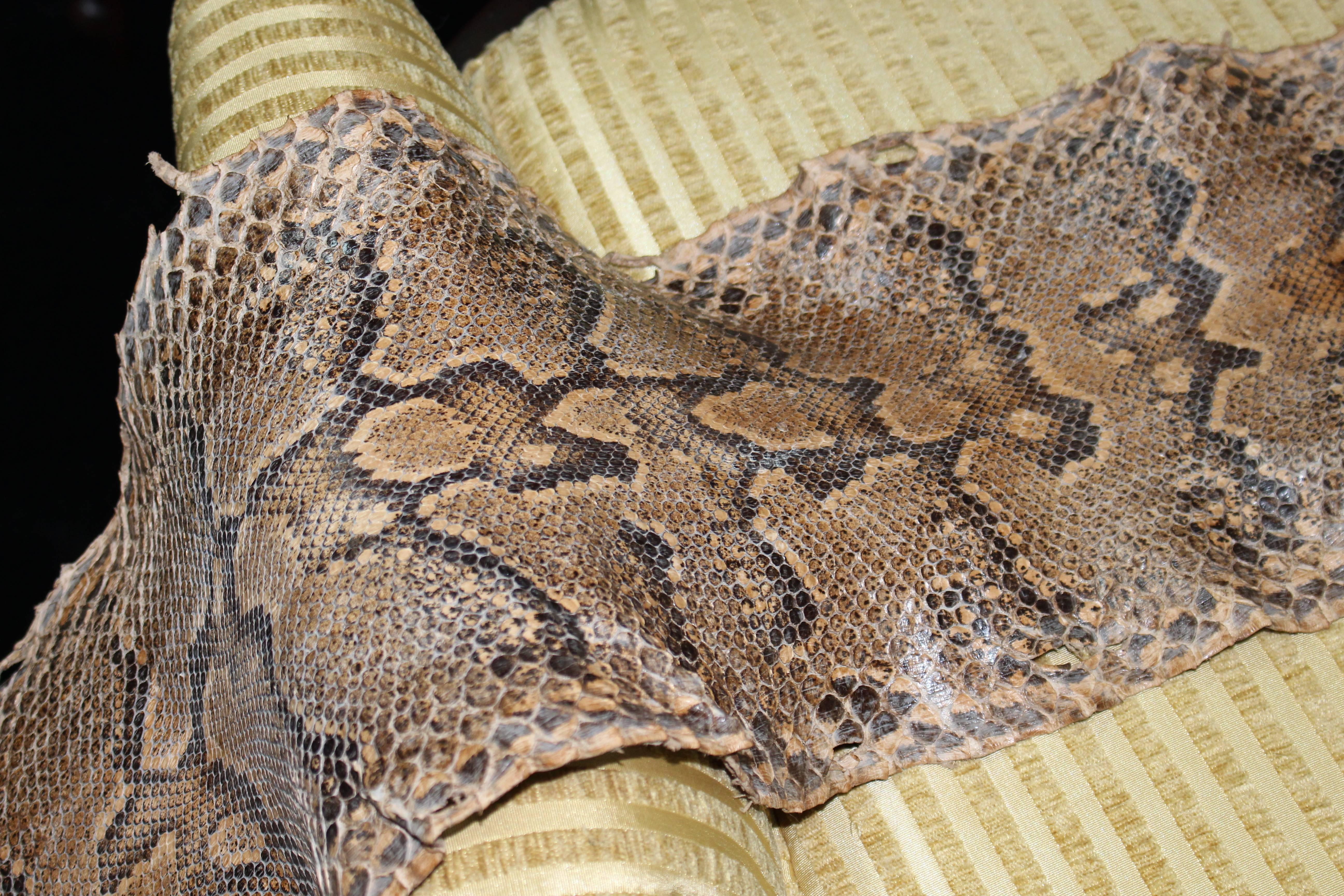 Antique Python Snake Skin 4
