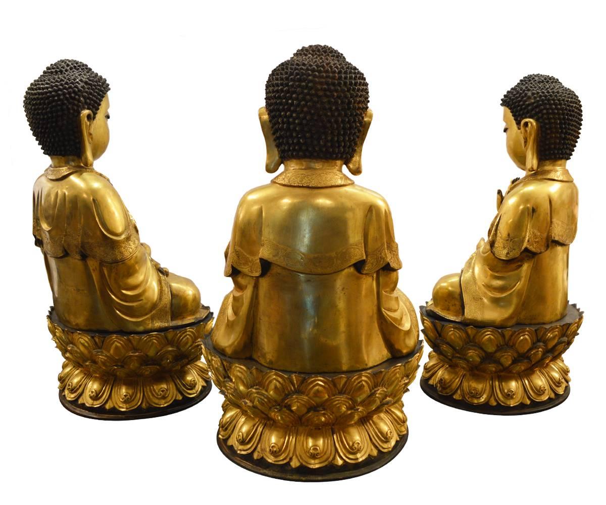 This magnificent set of three Ming style gold gilt bronze seated Buddhas are seated upon a double lotus flower each with their hands in a different position (mudra). The elaborate robes are intricately detailed and gracefully flow on the Buddhas.