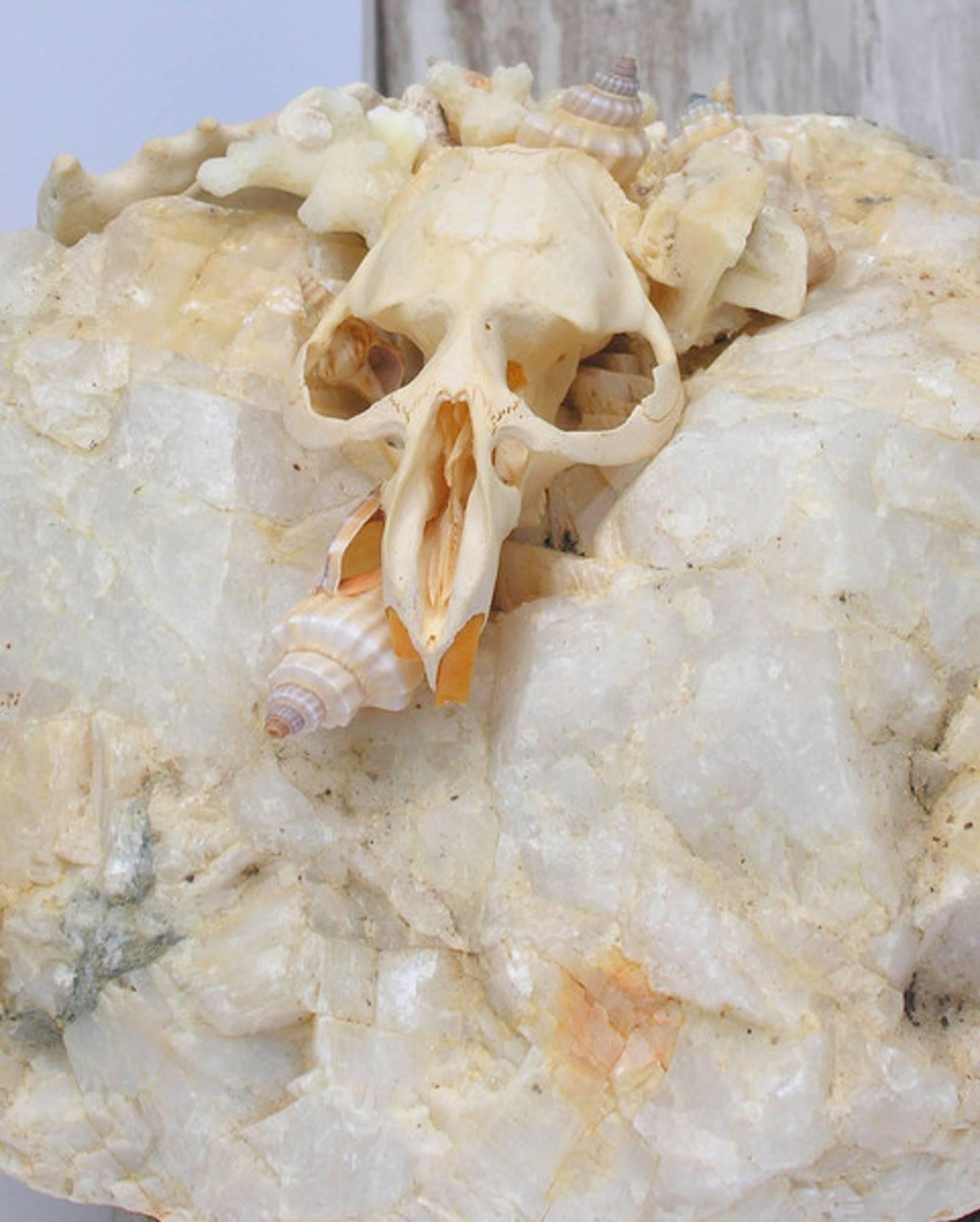 A mink skull decorated with coordinating coral and shells on a crystal and agate base.