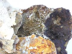 Prehistoric Fossil Agate Coral