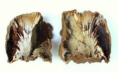 Three Piece Set of Tangerine Crystal Quartz and Petrified Wood