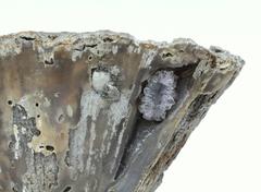 Fossil Agate Coral with a Stalactite
