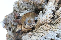 Agate Coral Decorated with Ammonites