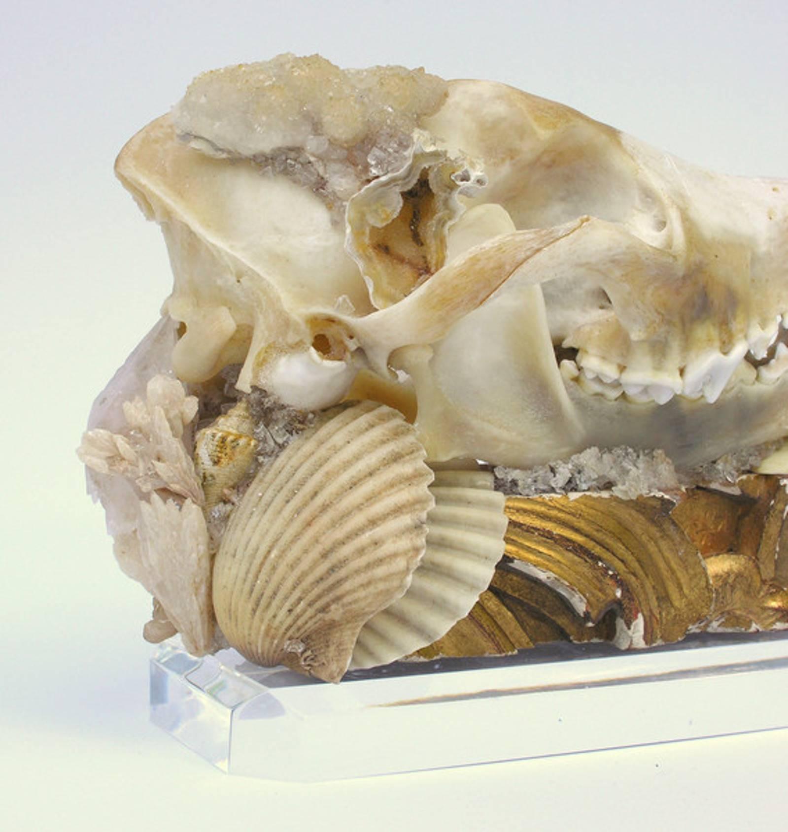 Coyote skull decorated with polished fossil coral, fossil shells, and crystal points on an 18th century fragment base, on a Lucite base.