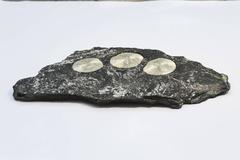 Pyrite Suns with Fossil Fern in Matrix