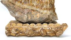 Hounds Tooth Calcite Crystals on Wood Base Decorated with 18th Century Molding