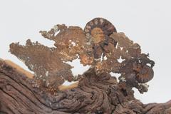 Decorated Driftwood with Natural Forming Copper and Ammonites on Agate Base