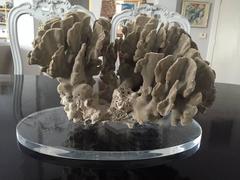 Large Natural Coral on Lucite Base