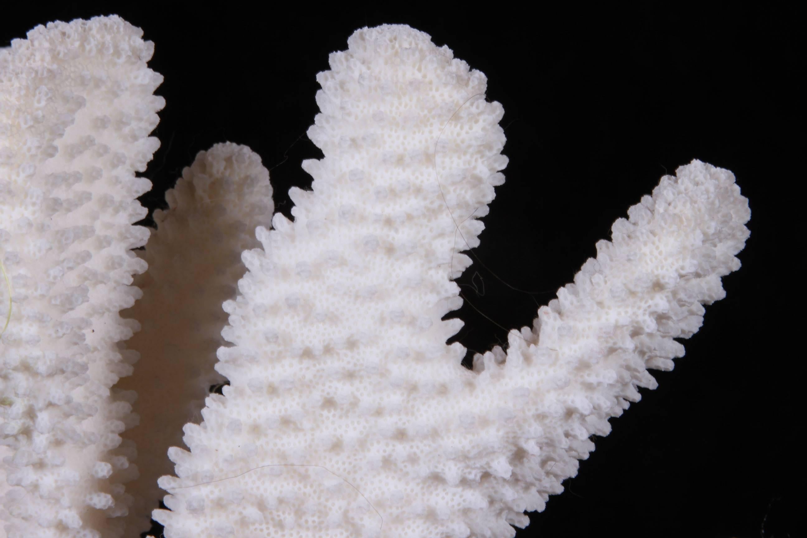A fine and large vertical coral specimen in very good condition with fine form. The specimen is held upright by a conforming cast handmade round base.
