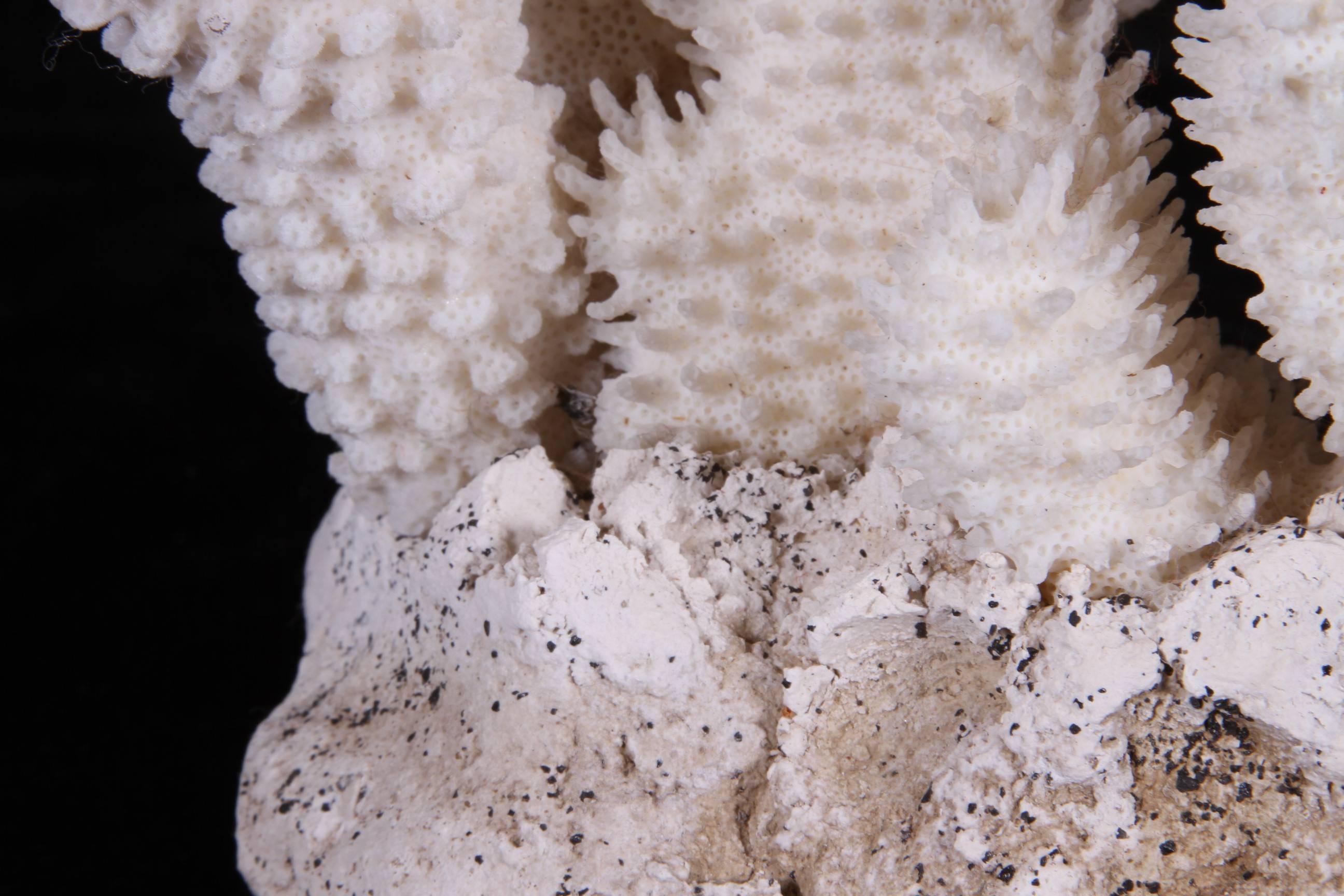 20th Century Coral Specimen on Handmade Base