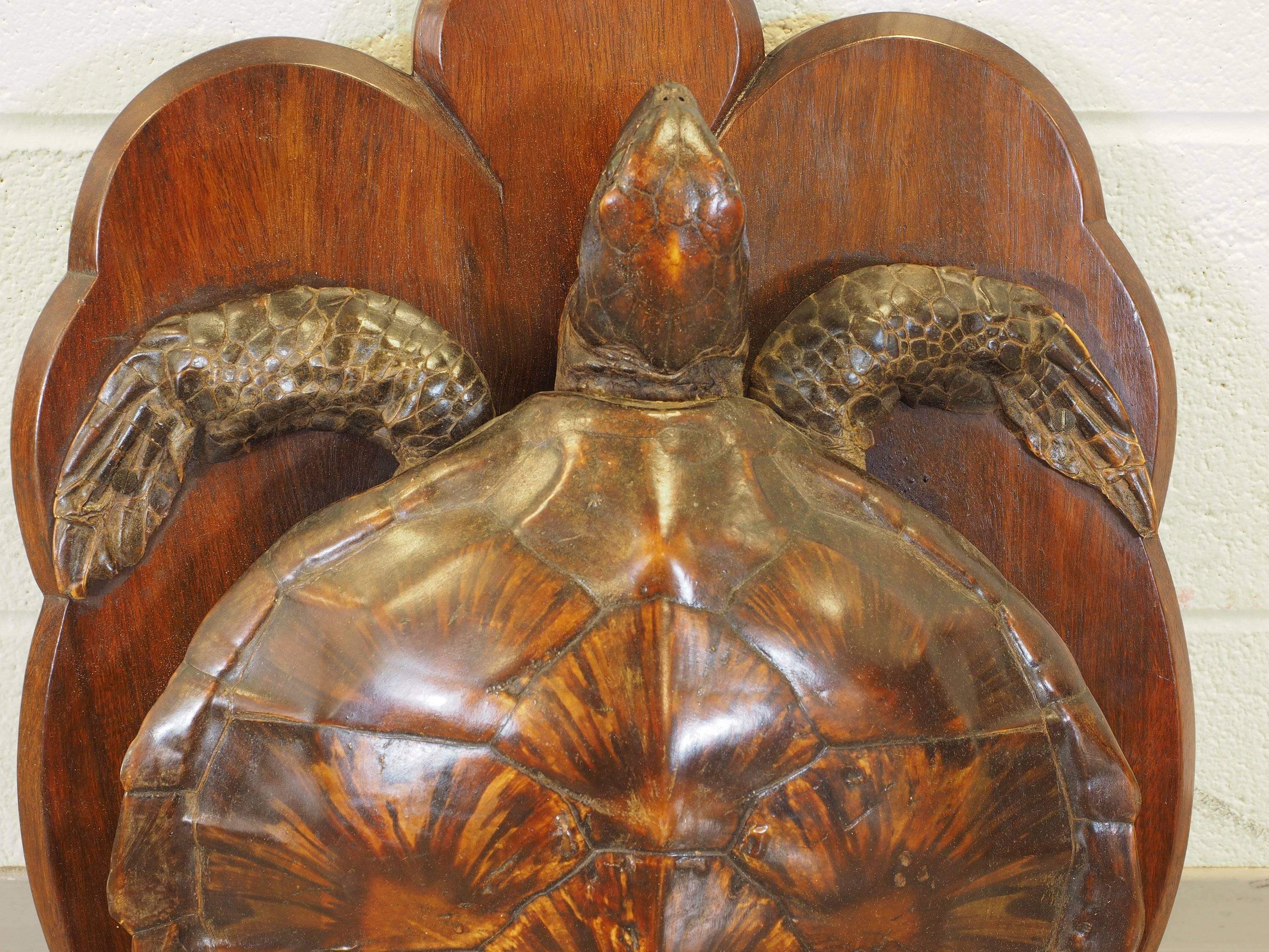 In very good condition with custom wood board mount. While the board is made to hang, the tortoise is equally effective as a table or shelf display.