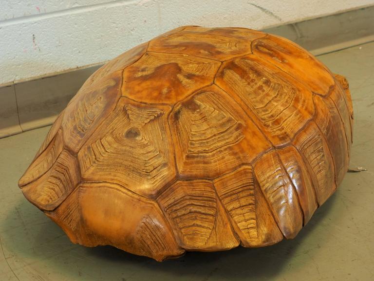 Large Natural Specimen Tortoise Shell at 1stDibs